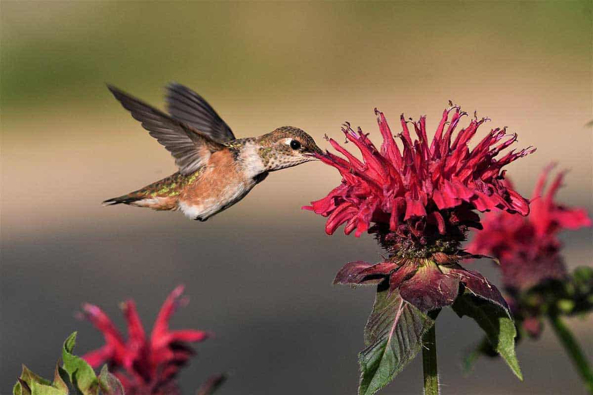 Plants and Flowers That Attract Hummingbirds Feeder Hub