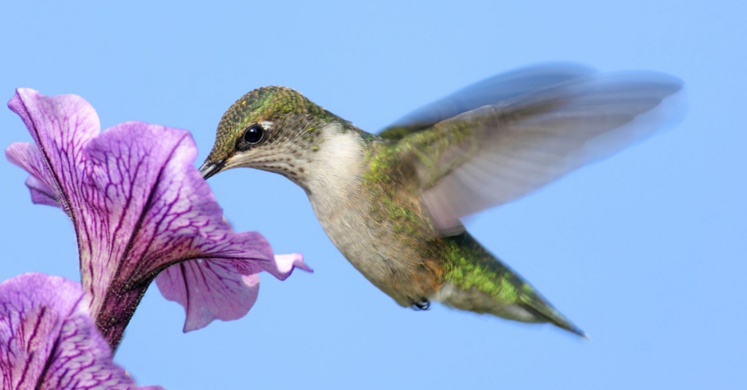 Helpful Hummingbirds. Phipps Conservatory and Botanical Gardens