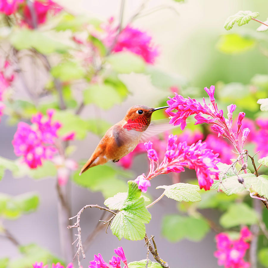 Spring Hummingbird Flowers Wallpapers - Wallpaper Cave