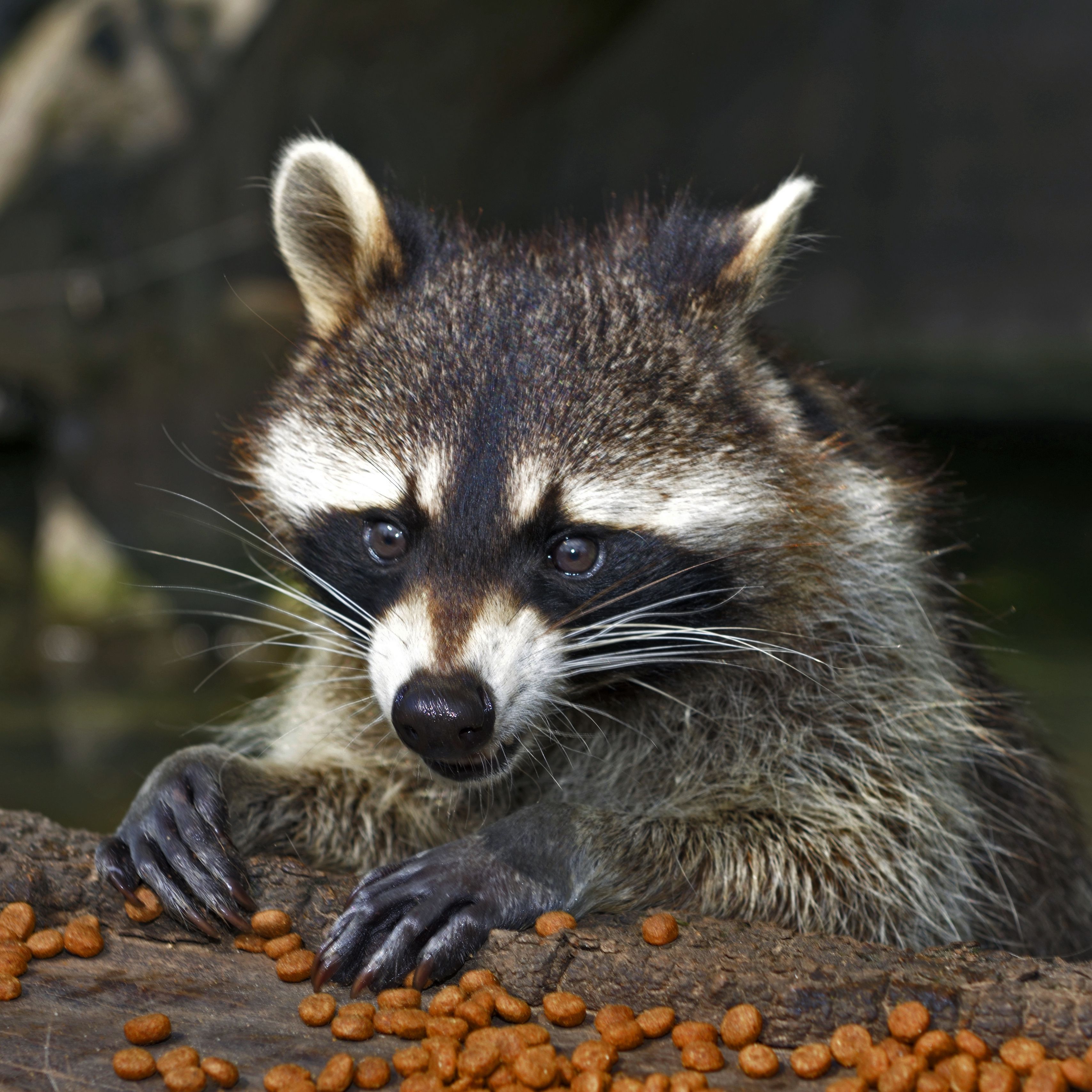 Cute Spring Racoon Wallpapers - Wallpaper Cave