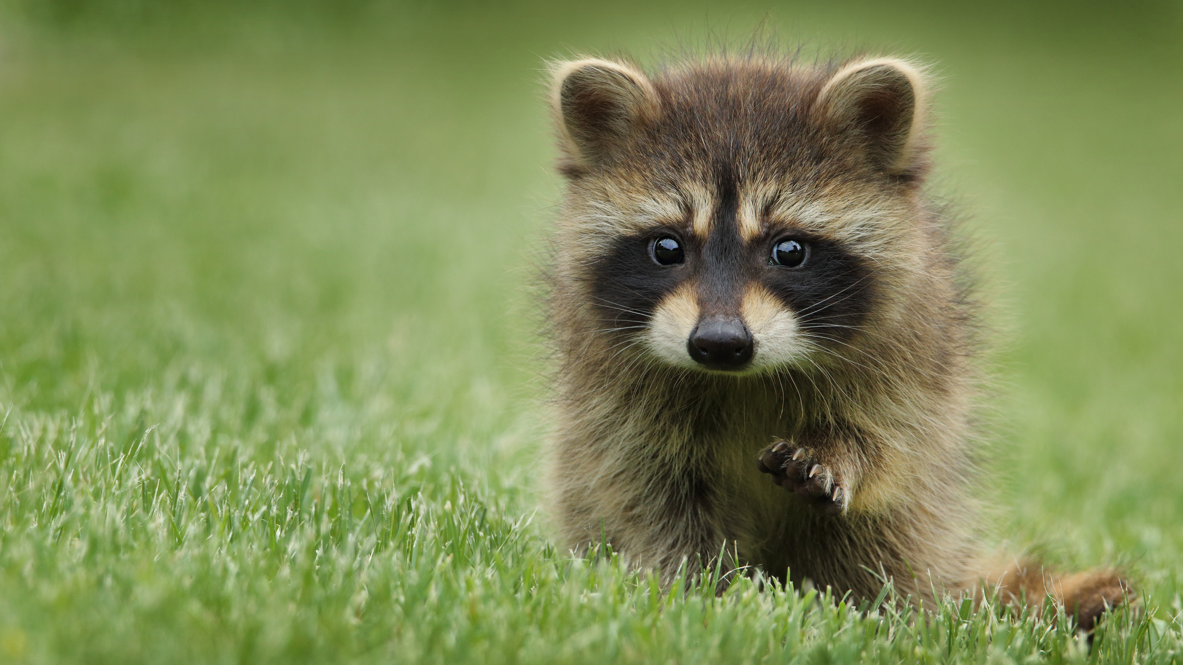 HD desktop wallpaper: Animal, Raccoon download free picture