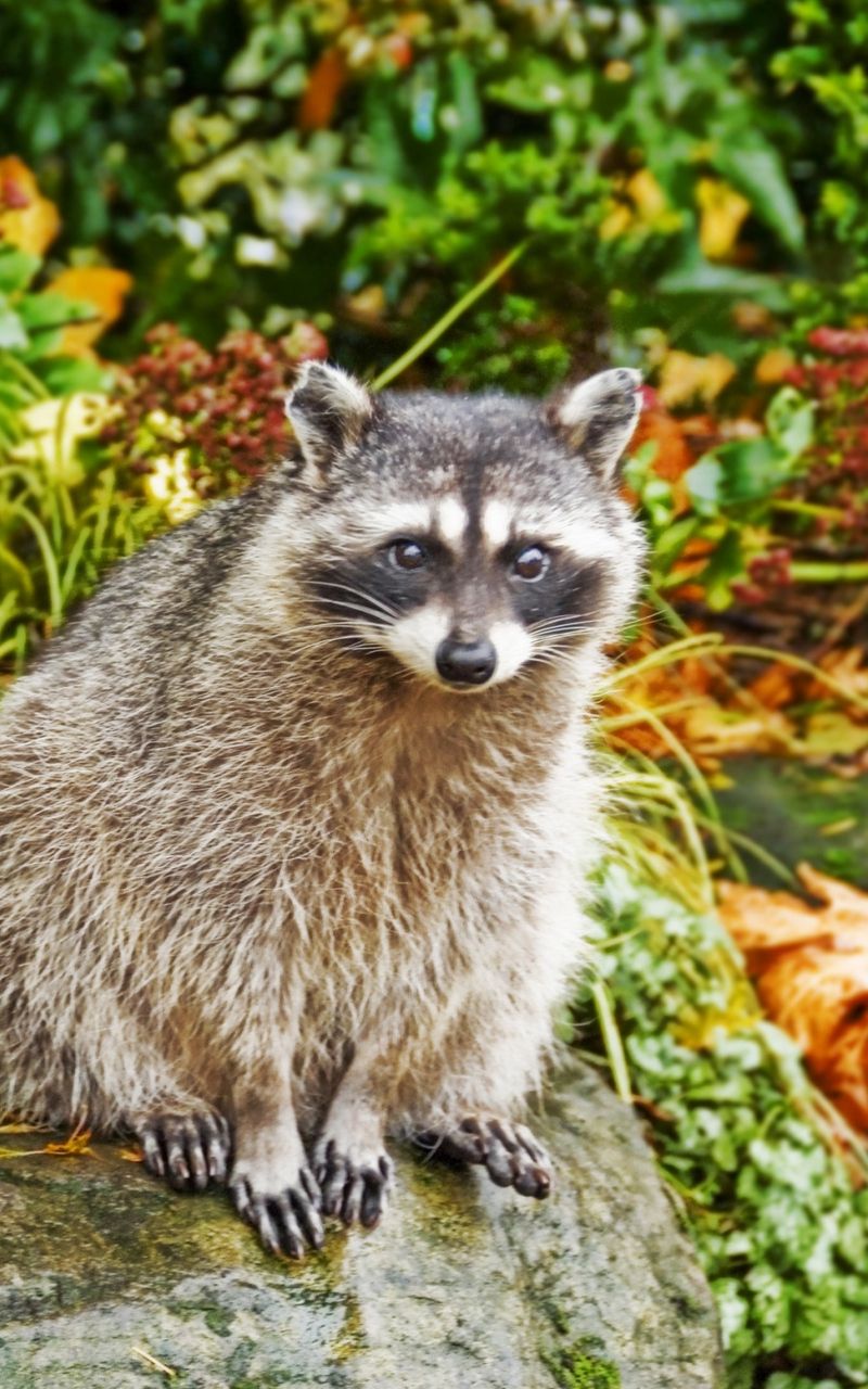 Cute Spring Racoon Wallpapers - Wallpaper Cave