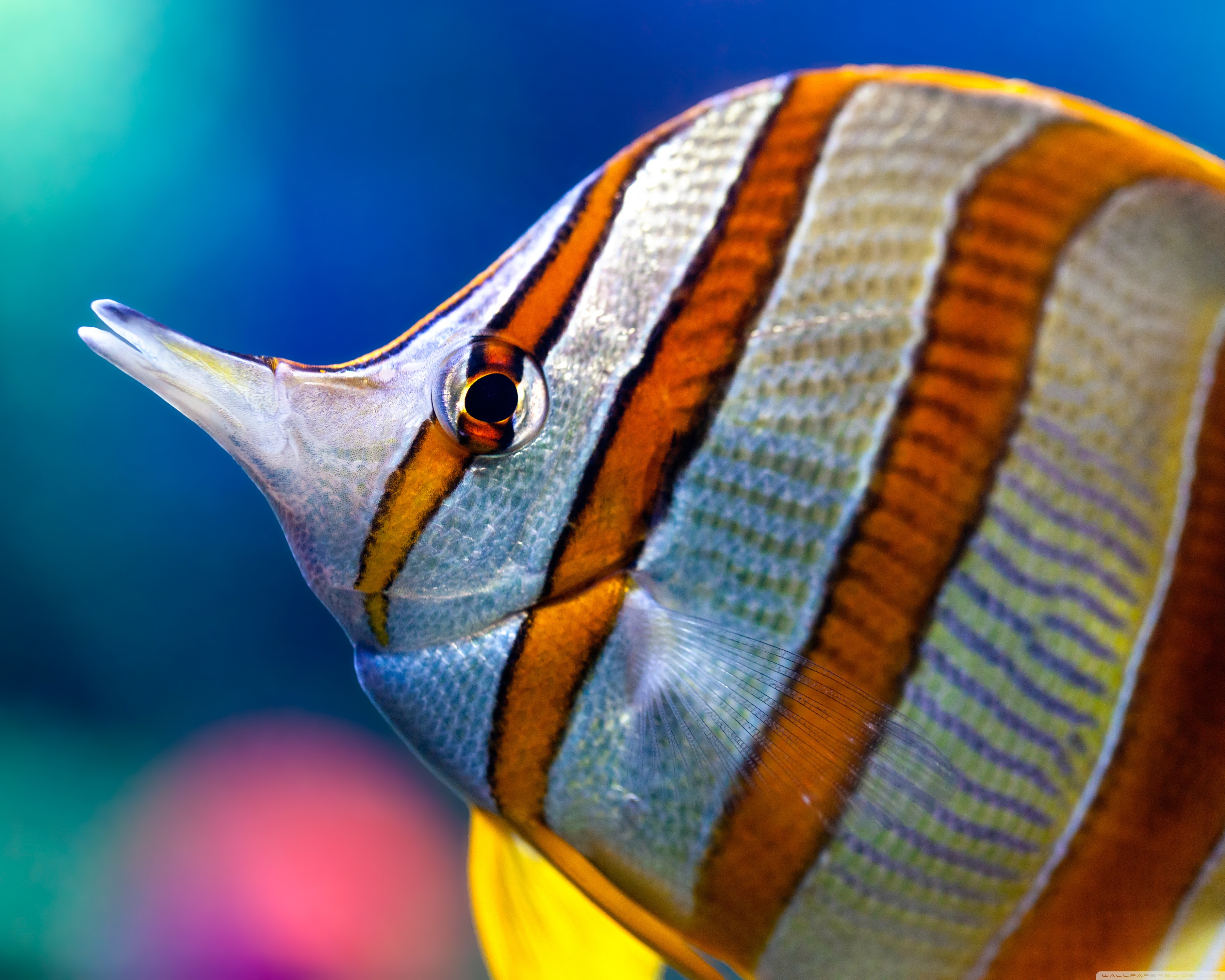 Fish Ultra HD Wallpapers - Wallpaper Cave