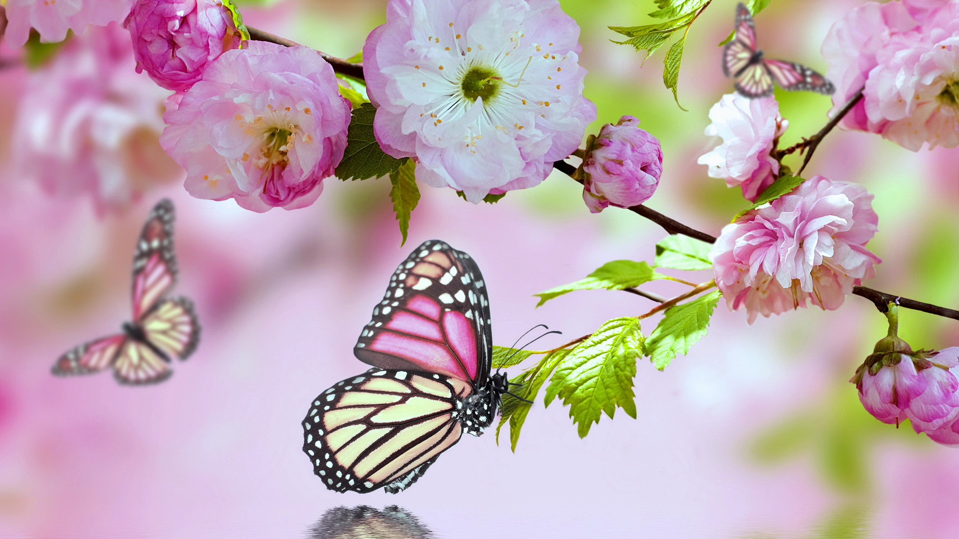 nature, animals, plants, insect, flowers, butterflies, pink flowers Gallery HD Wallpaper