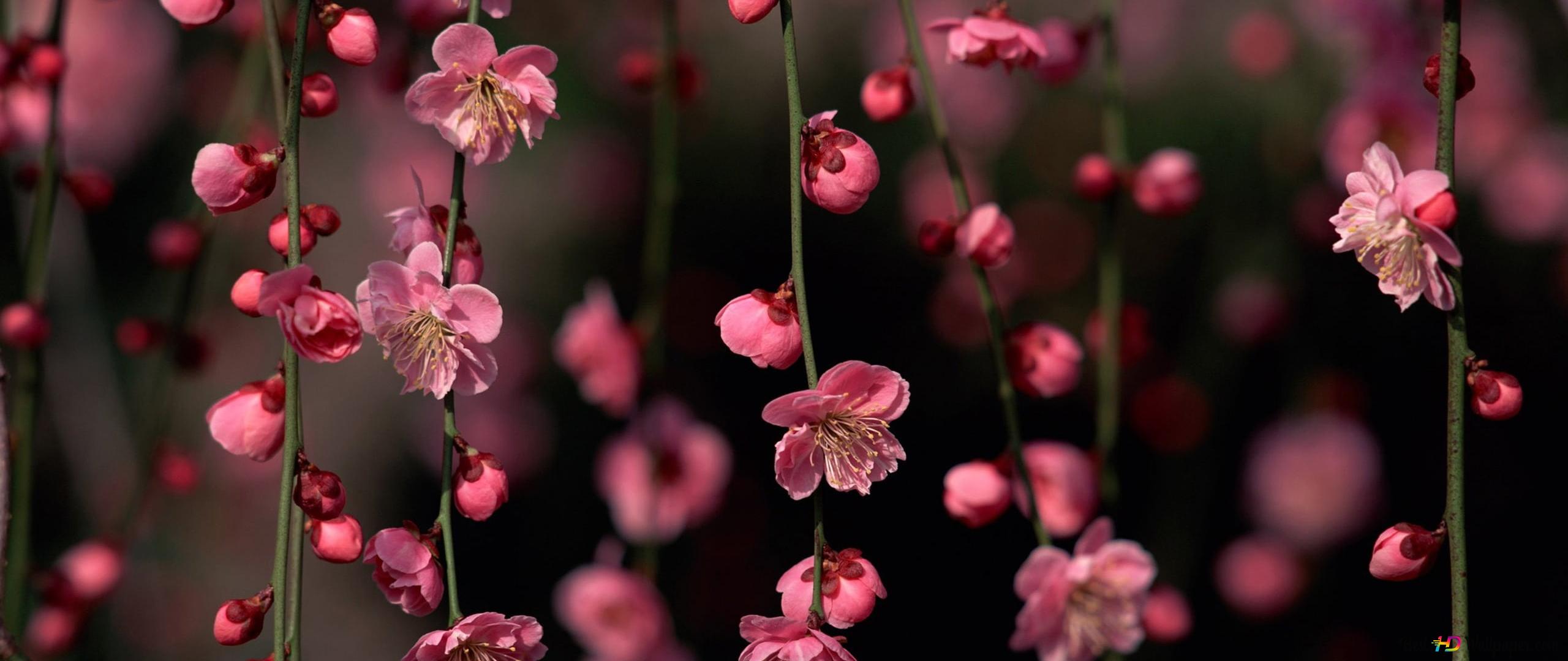 Natural beauty of pink spring flowers 2K wallpaper download