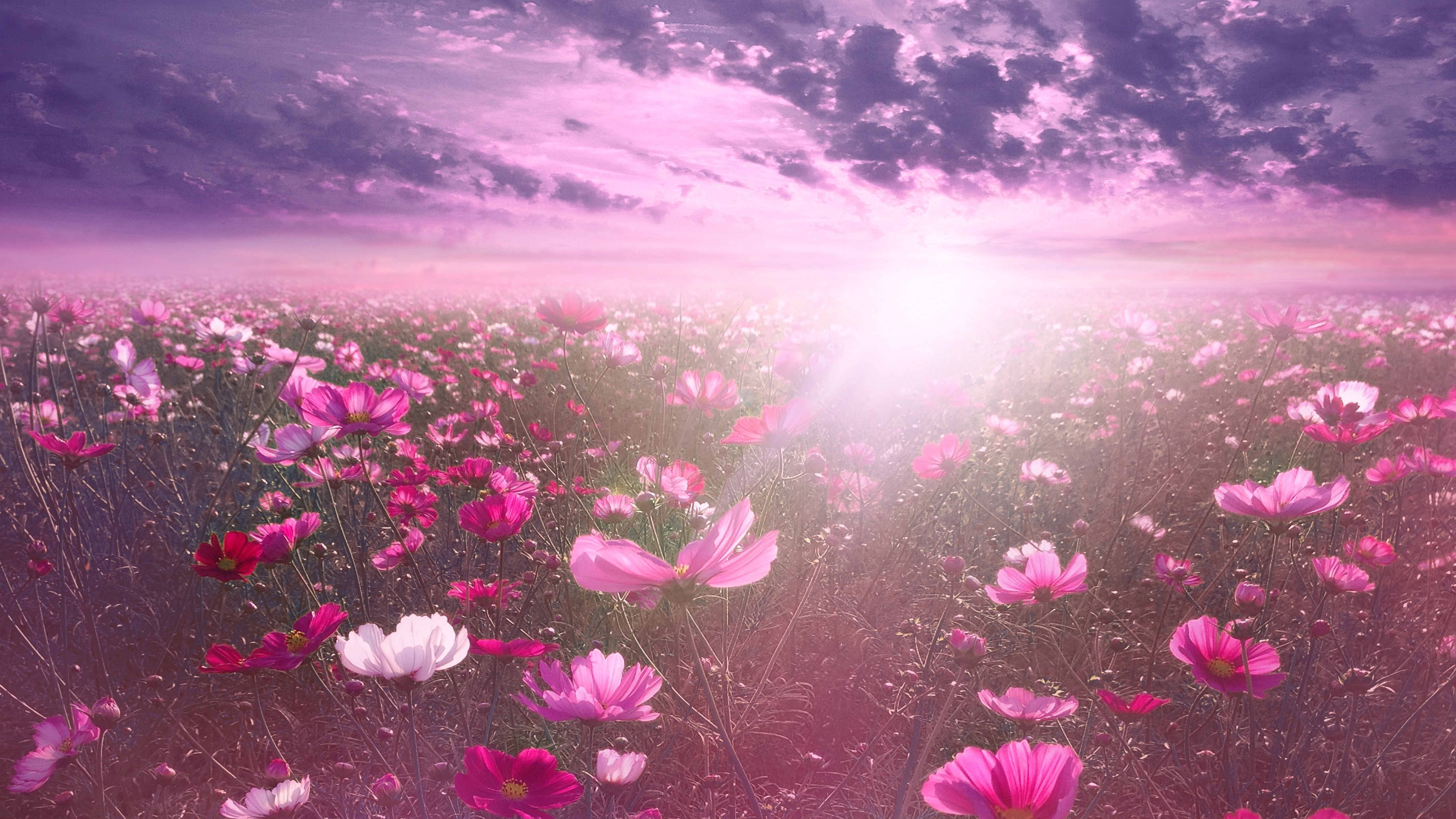 Pink flower Wallpaper 4K, Cosmos, Sunrise, Garden, Flowers