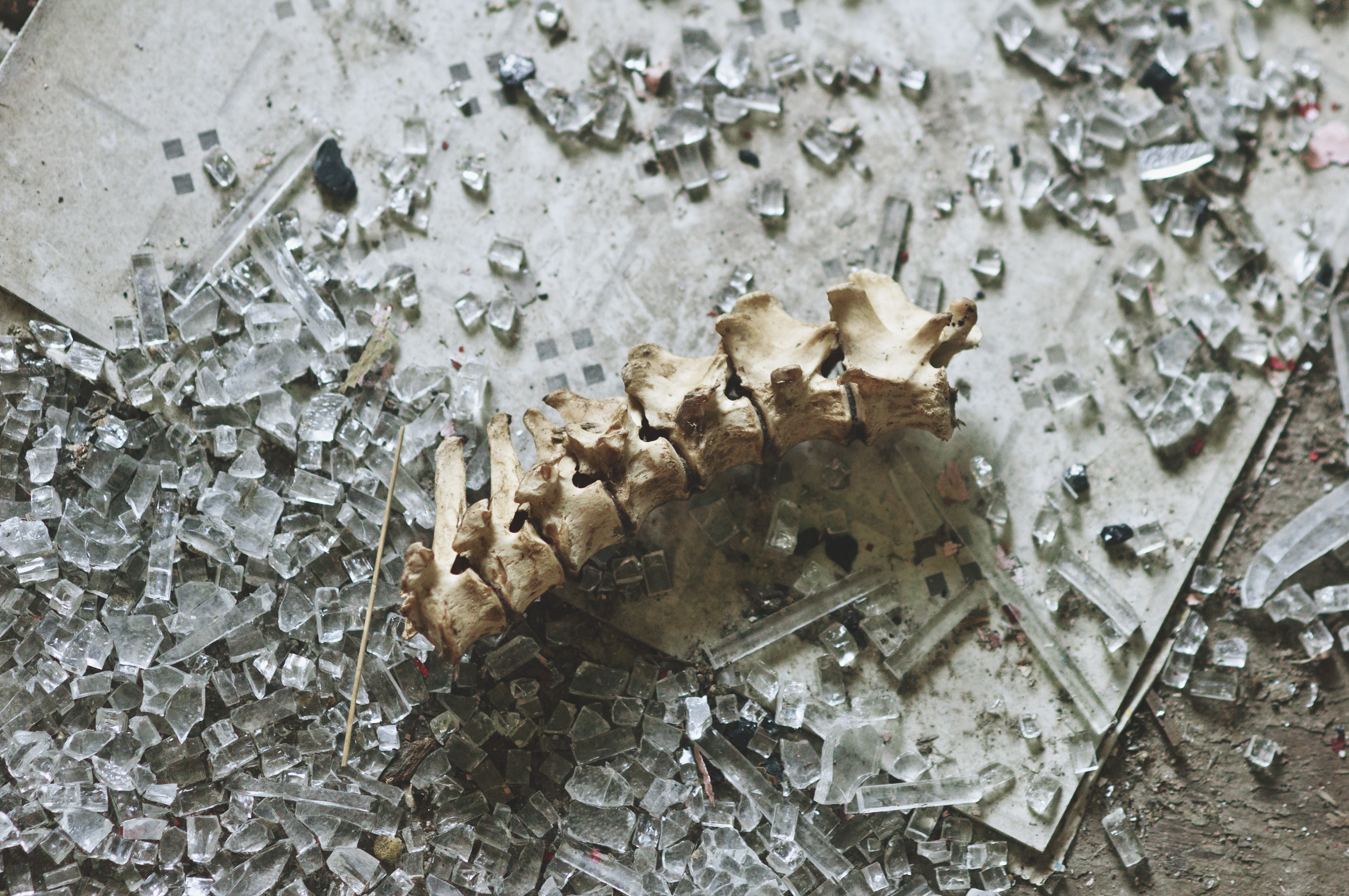 Wallpaper, broken, glass, skeleton, bones, spine, vertebrae 4288x2848