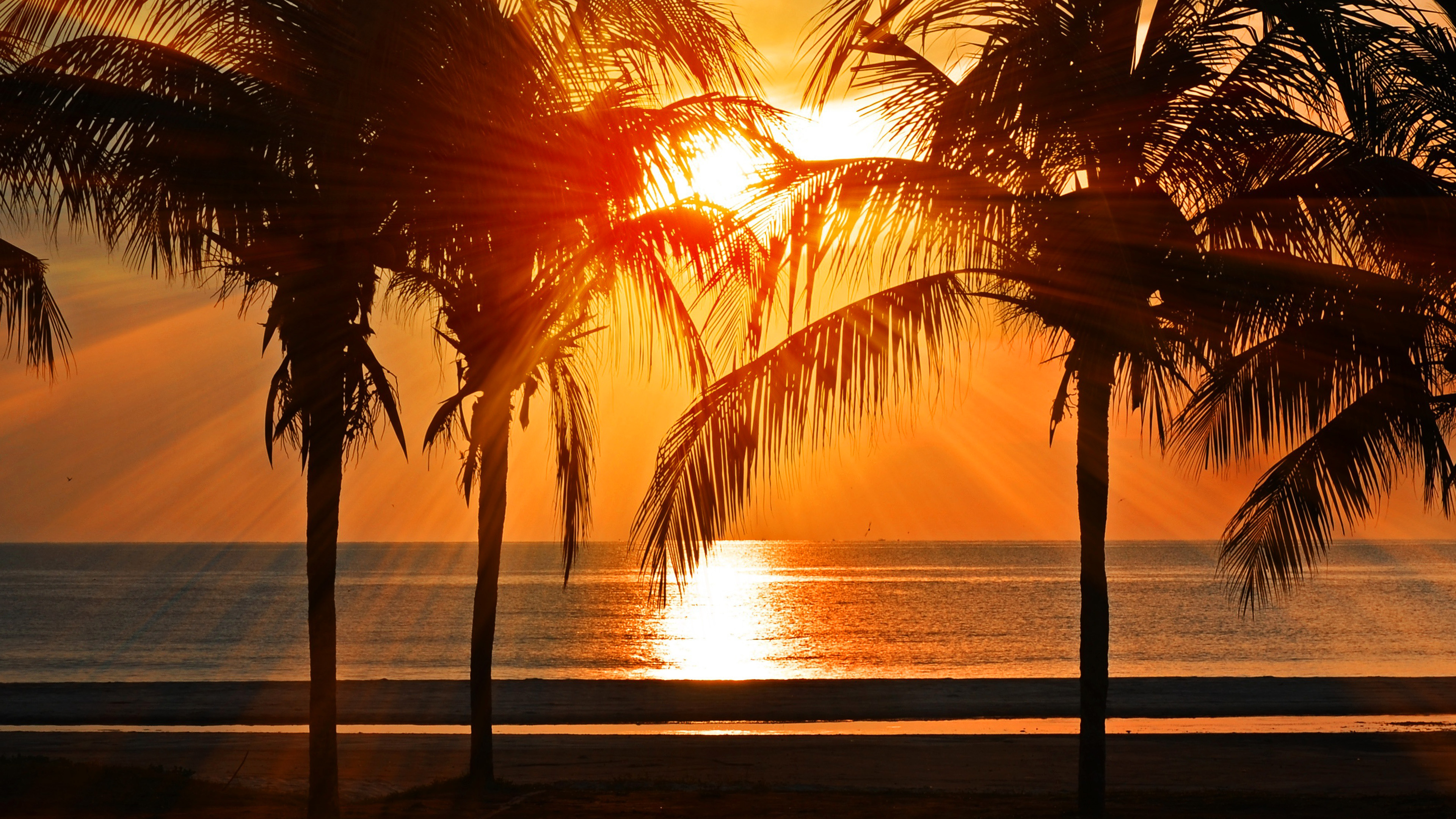 wallpaper for desktop, laptop. beach vacation summer night sunset red palm tree