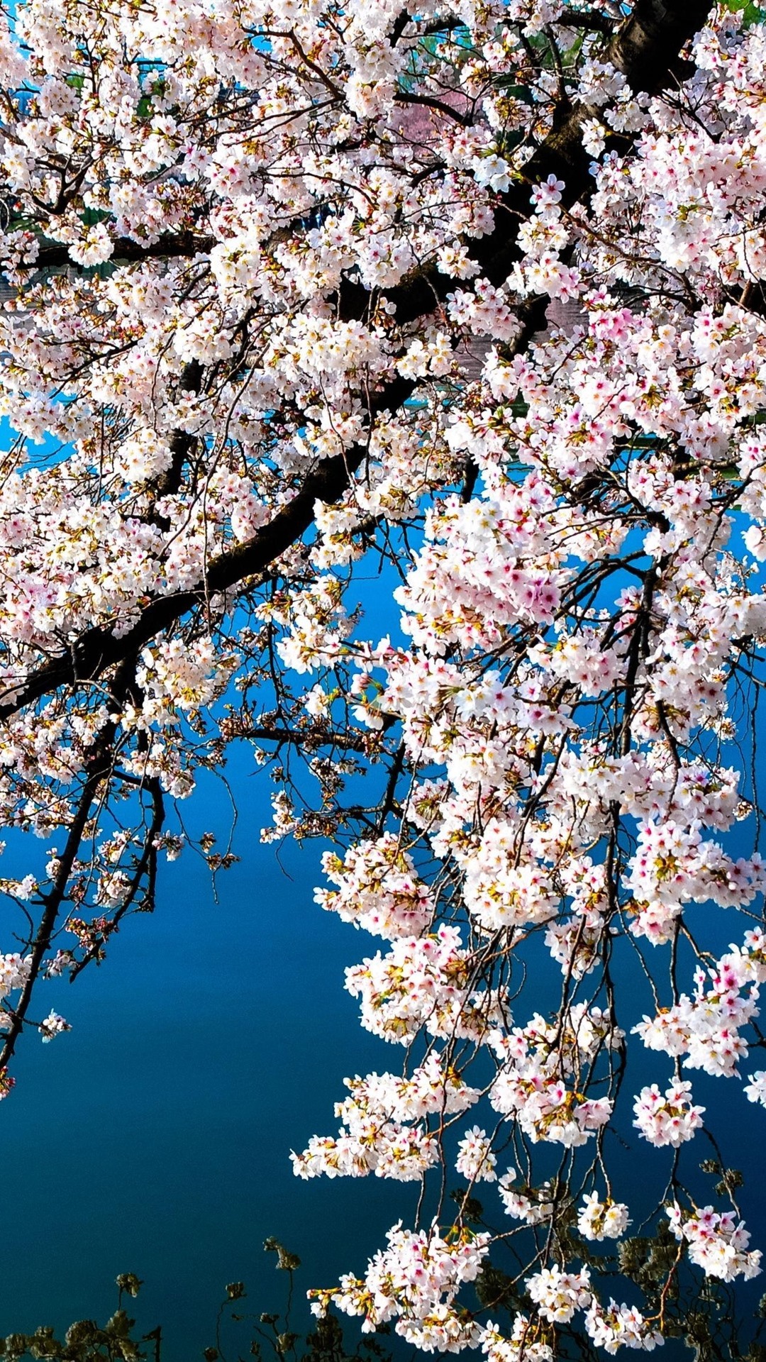 Beautiful White Sakura Bloom, Spring, Lake 1080x1920 IPhone 8 7 6 6S Plus Wallpaper, Background, Picture, Image