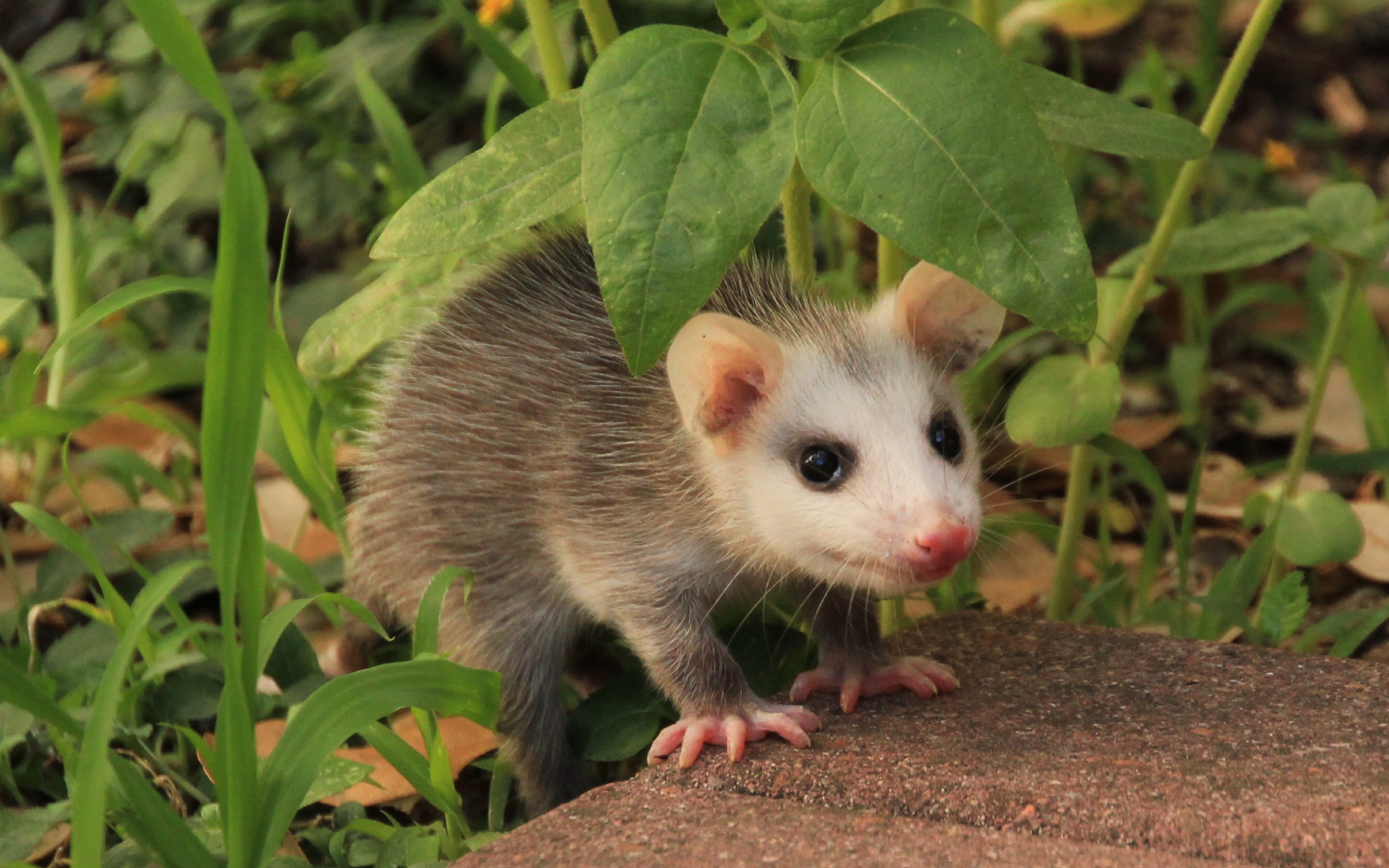 HD desktop wallpaper: Animal, Opossum download free picture