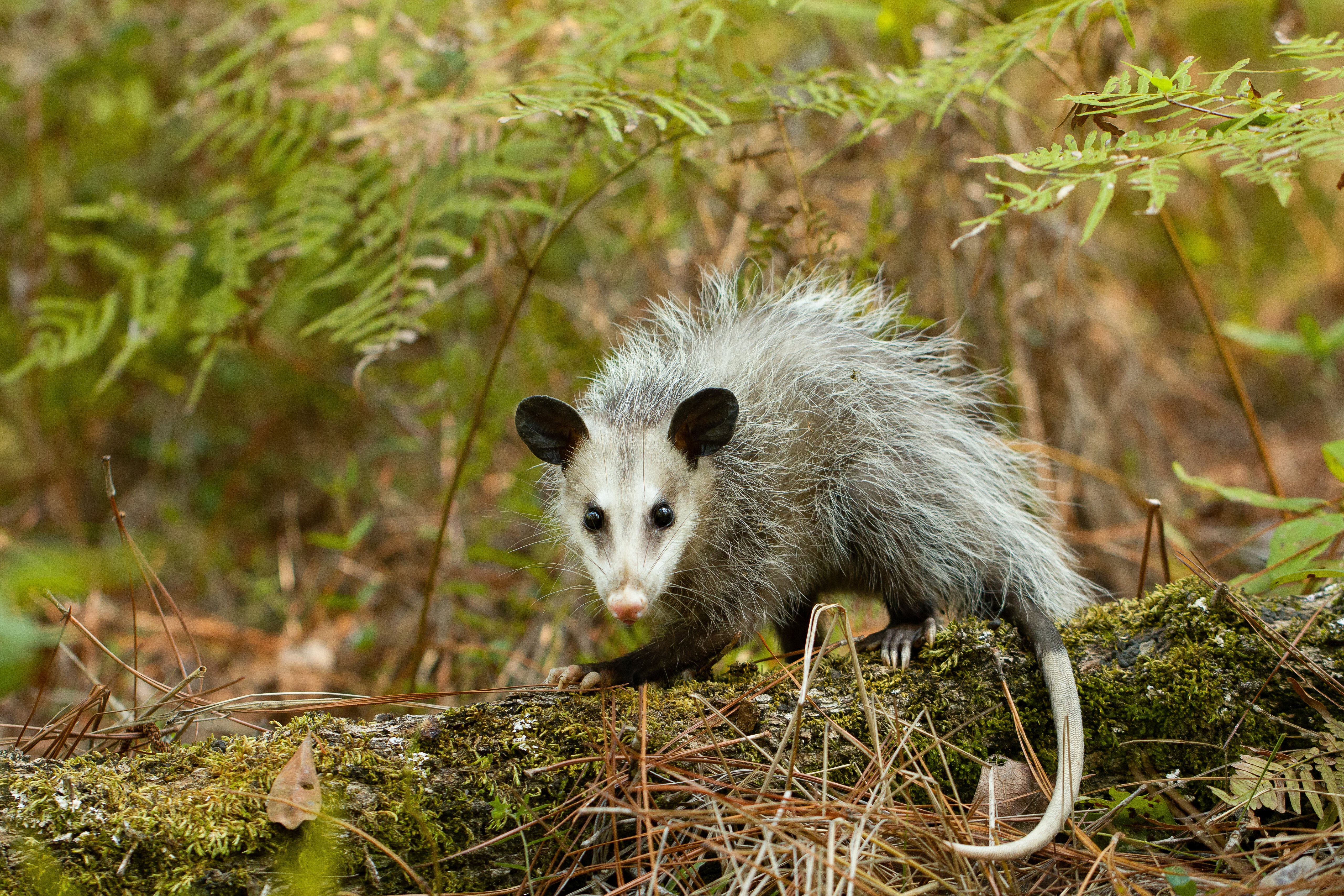 Opossum 4k Ultra HD Wallpaper