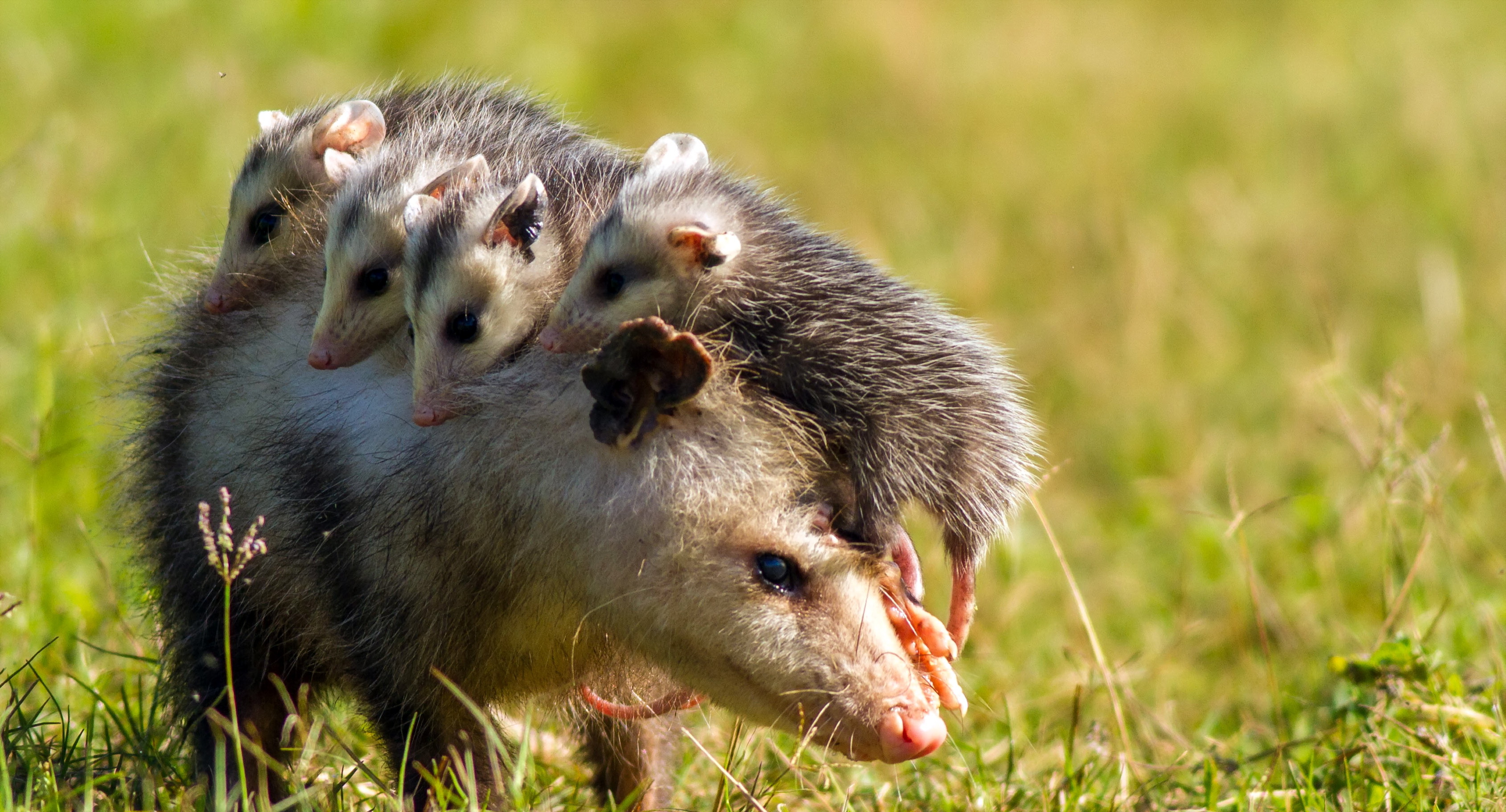 HD desktop wallpaper: Animal, Opossum, Baby Animal download free picture