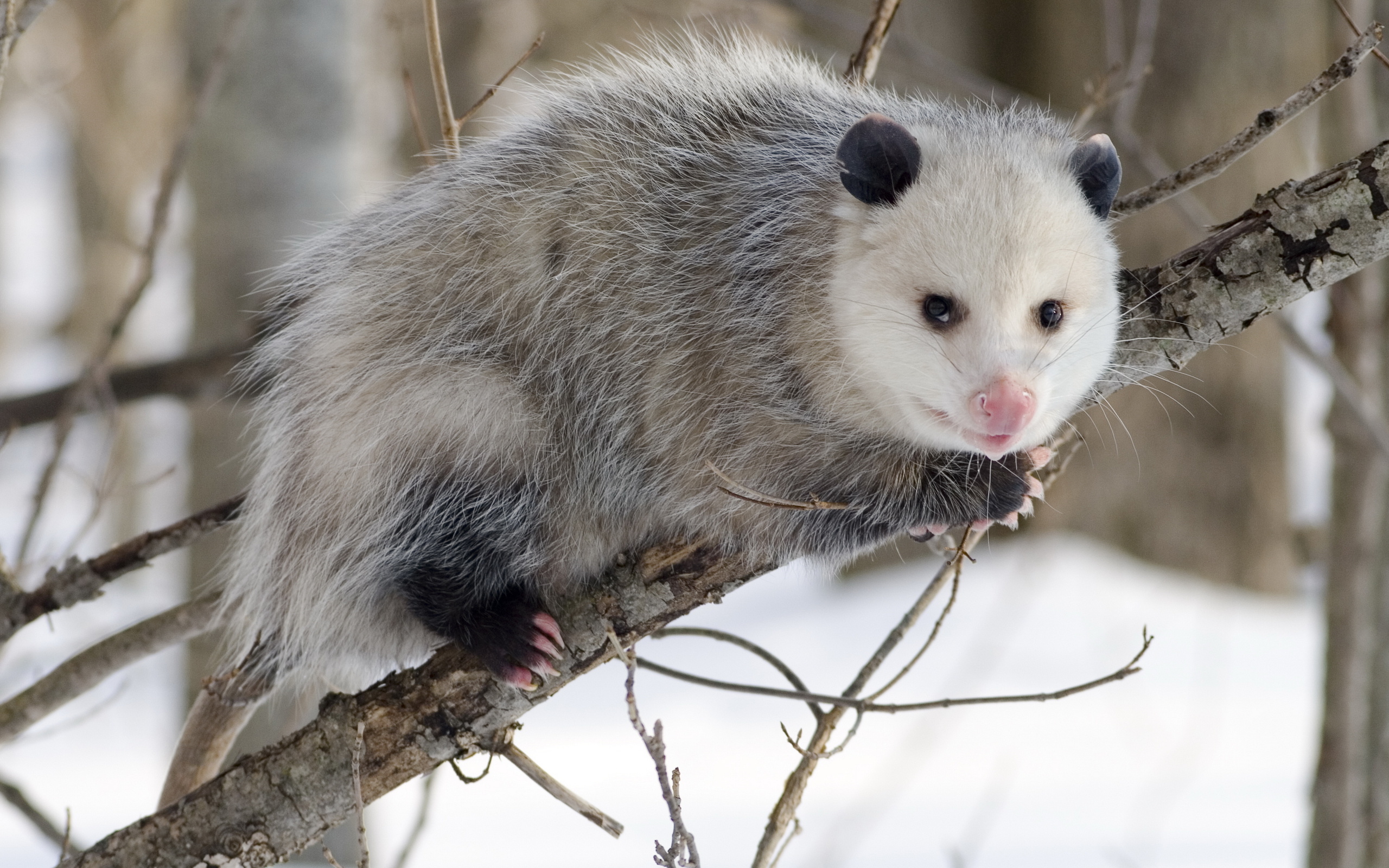 Opossum HD Wallpaper
