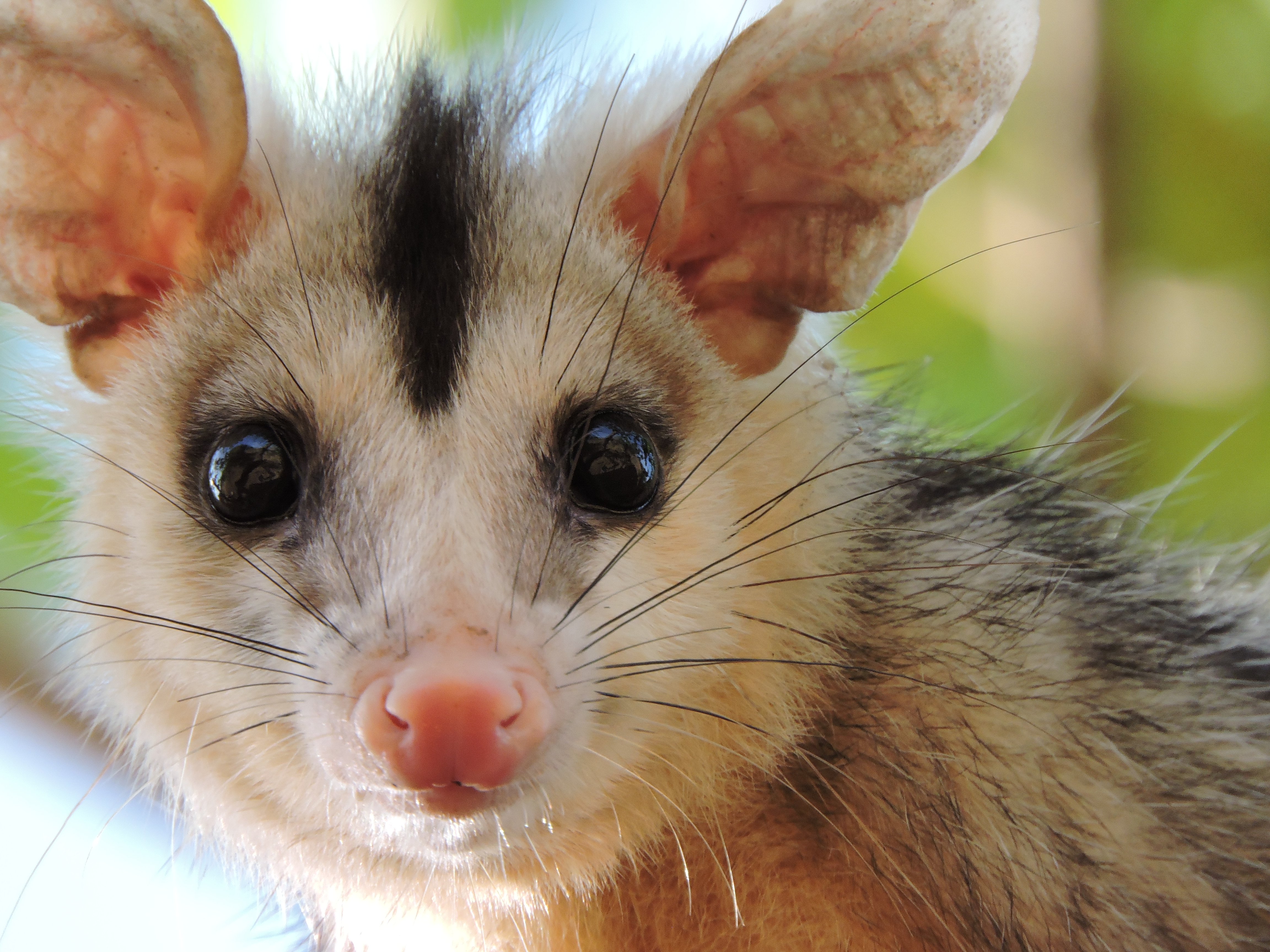 Cute opossum sitting in nature · Free