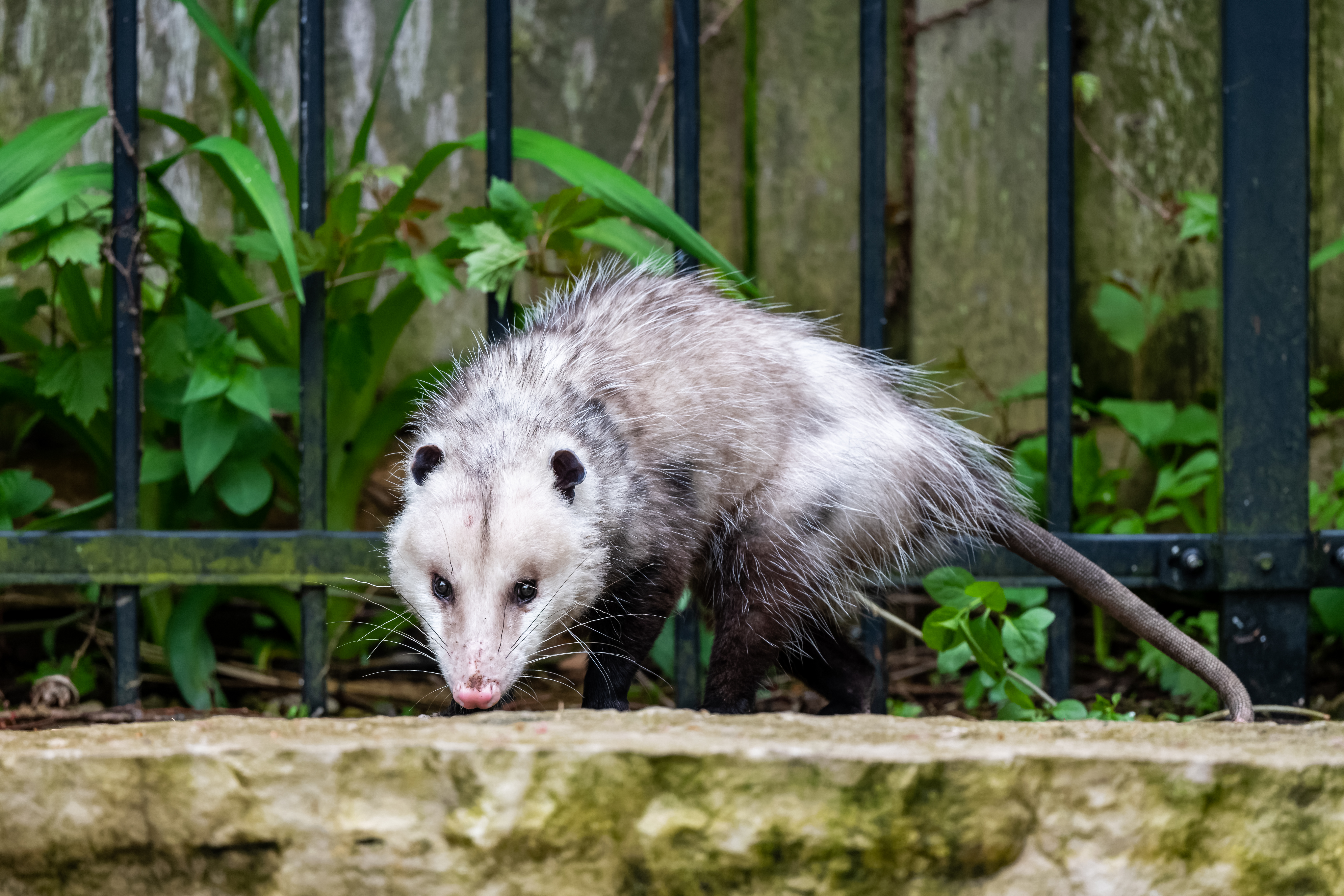 Virginia Opossum Beside a Metal Railing · Free