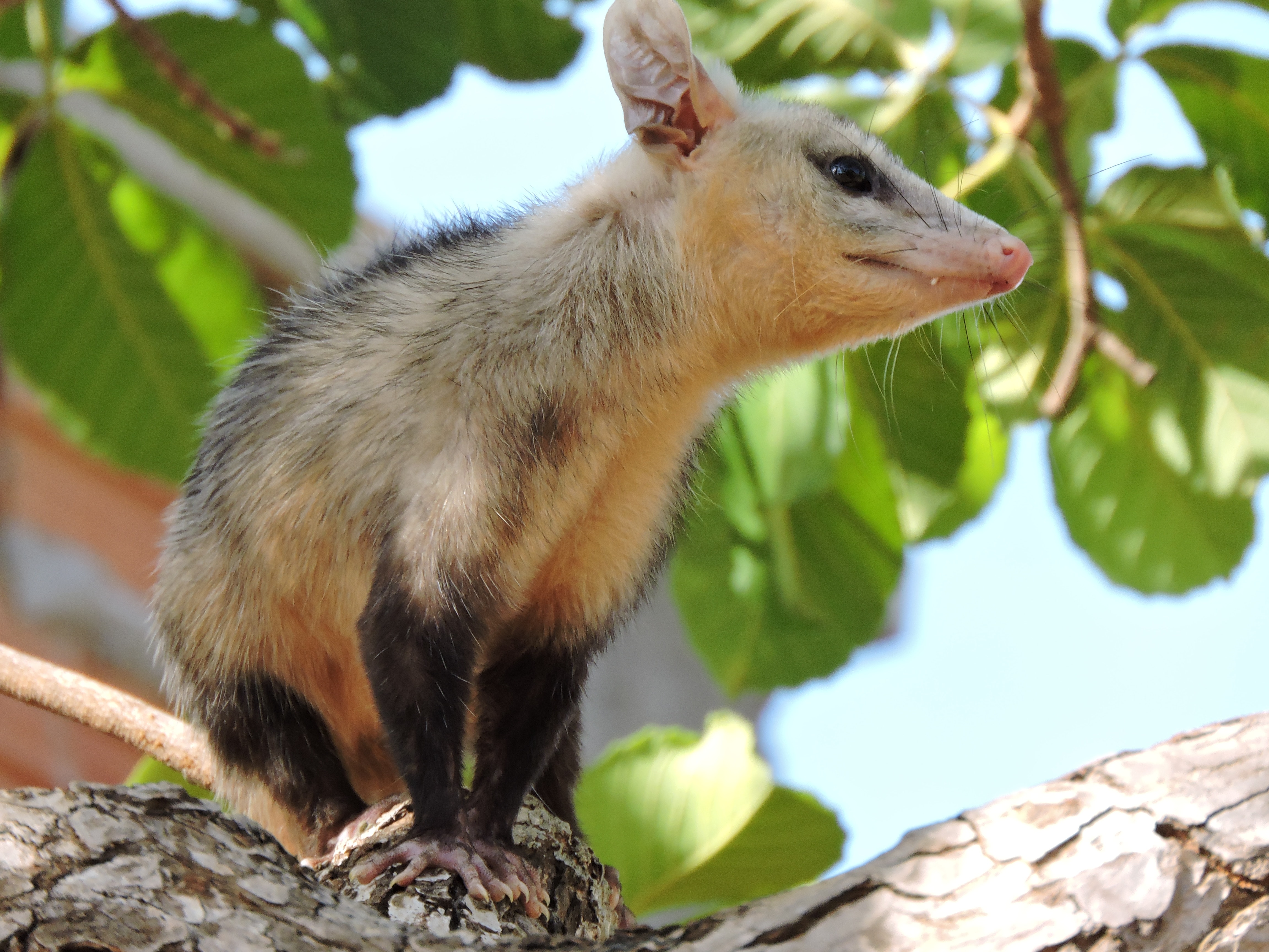 Opossum Photo, Download The BEST Free Opossum & HD Image