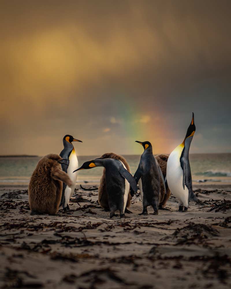 Forty photo of the Falkland Islands: From rich wildlife to diverse vistas