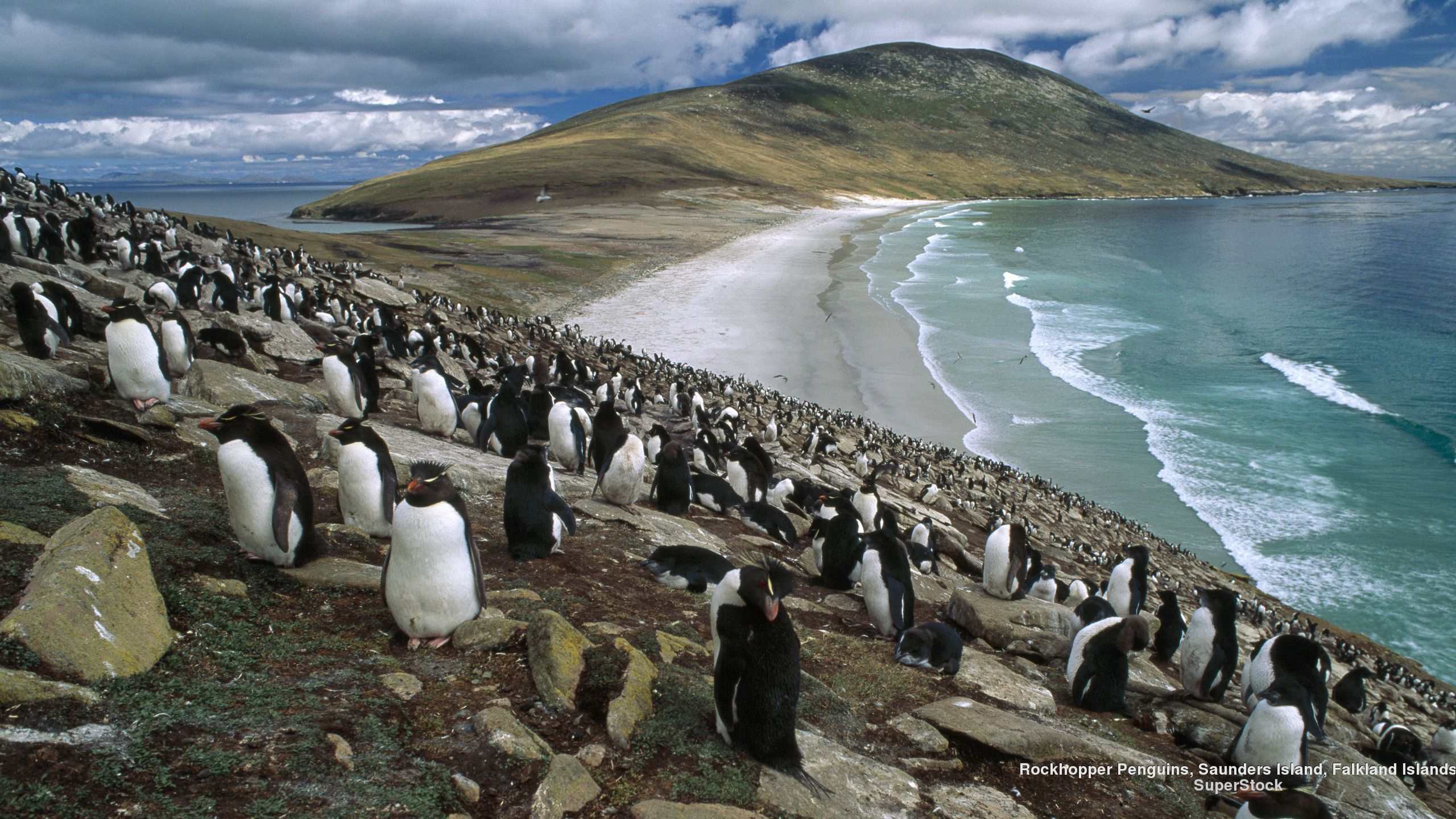 Rockhopper Penguins, Saunders Island, Falkland Islands. Penguins, Falkland islands, Scenery