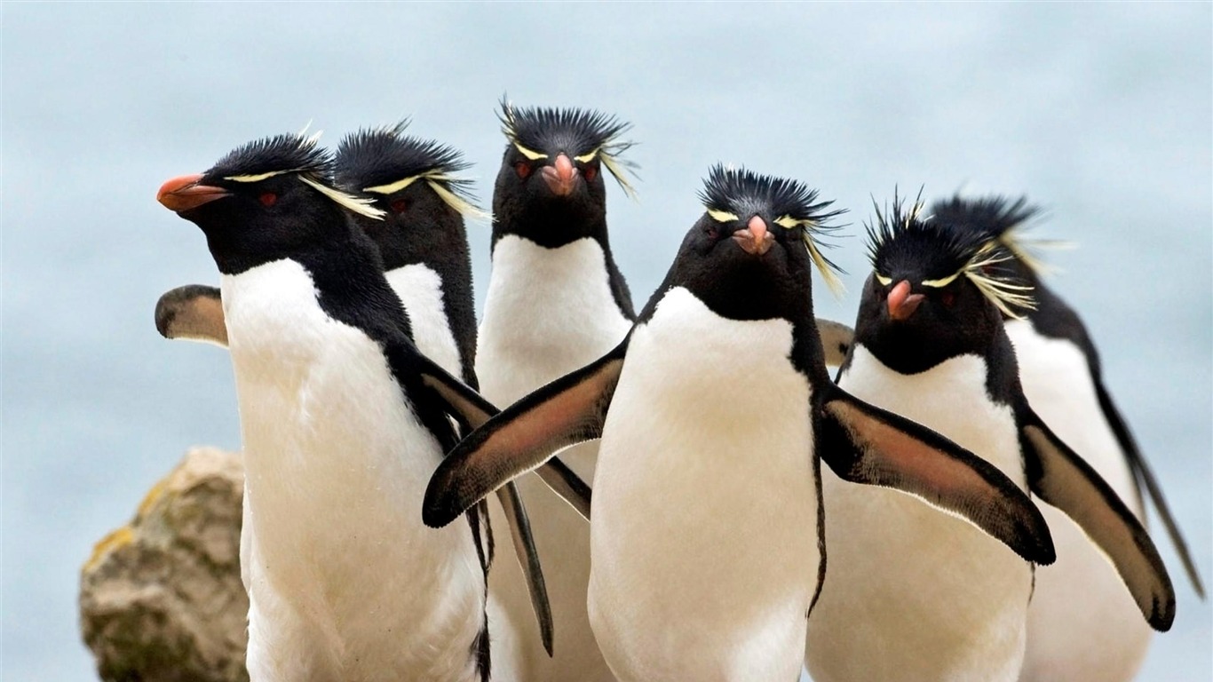 Penguins Falkland Islands South Atlantic Animal Wallpaper