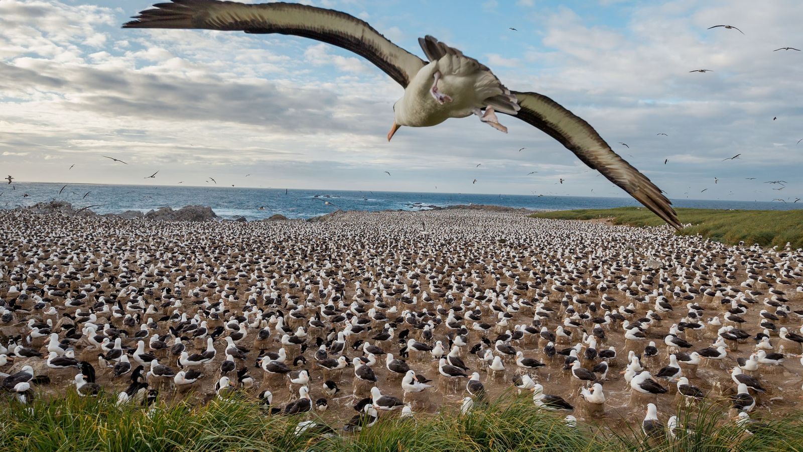 The Falkland Islands Preserve Wildlife and Habitat After War