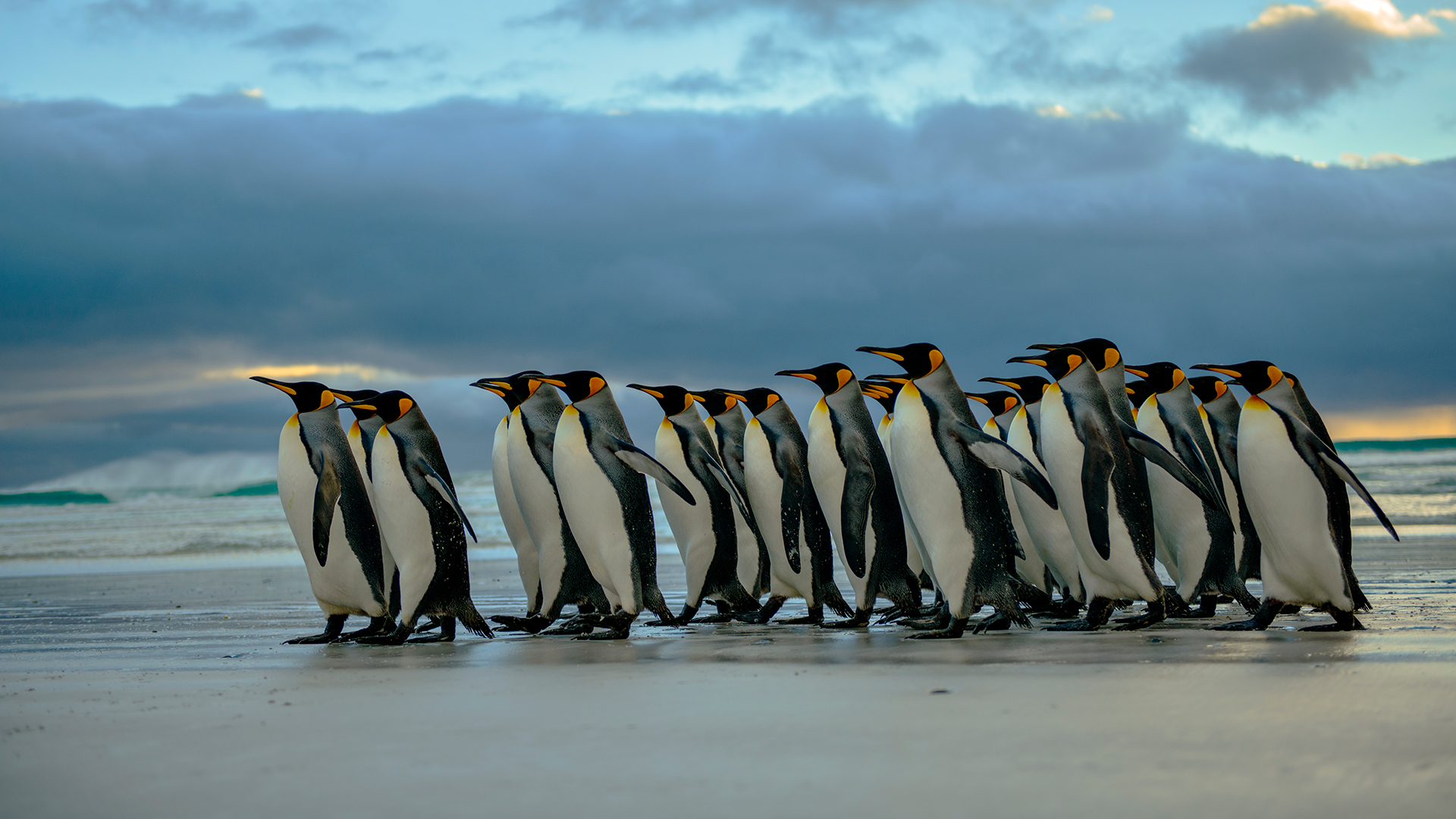 King Penguins (Aptenodytes patagonicus) patrol along Volunteer Point beach, Falkland Islands. Windows 10 Spotlight Image