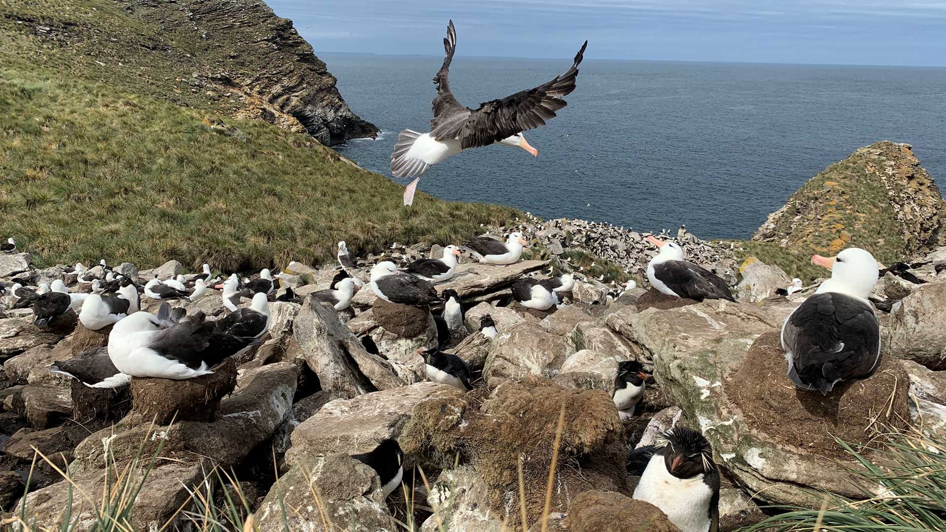 Falkland Islands And Saunders Islands 7 2021. National Geographic Explorer