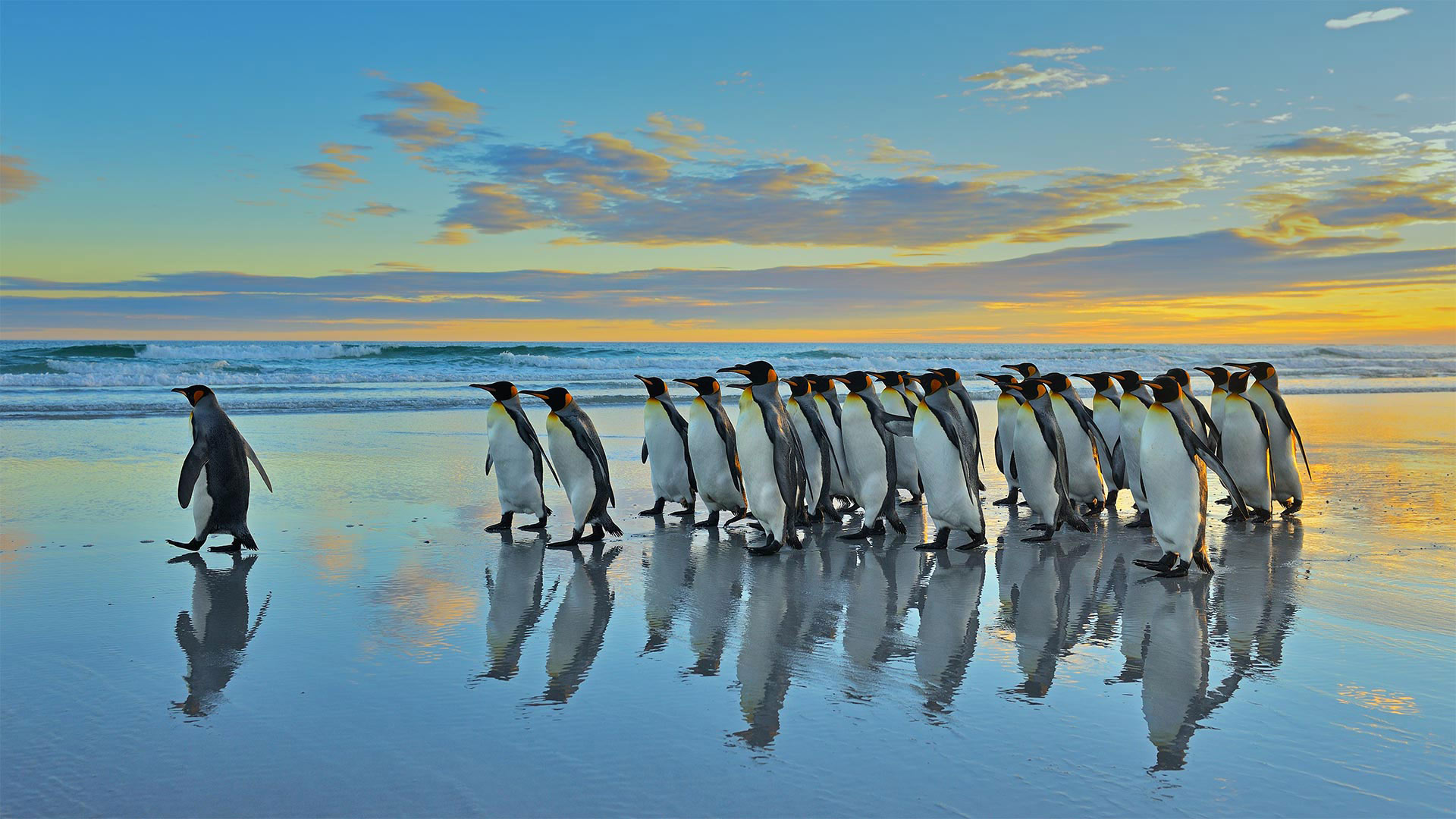 King Penguins In The Falkland Islands (© Elmar Weiss Getty Image)
