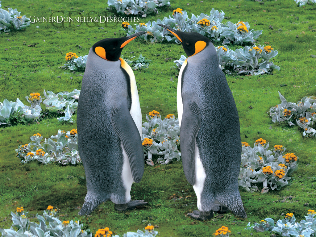 King Penguins, Falkland Island wallpaper. King Penguins, Falkland Island