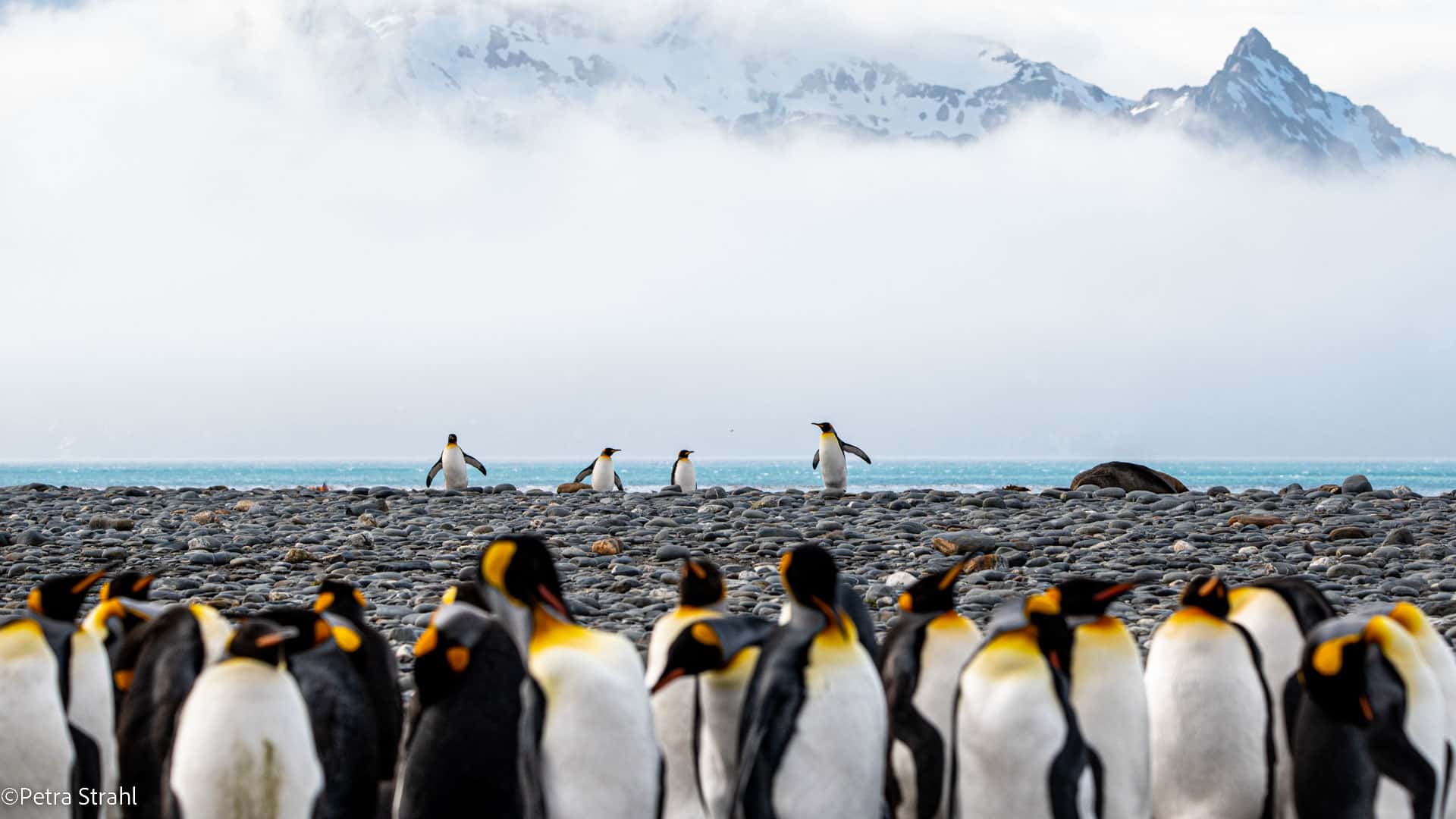 Antarctica, Falkland Islands & South Georgia with Dale Morris Photo Tours