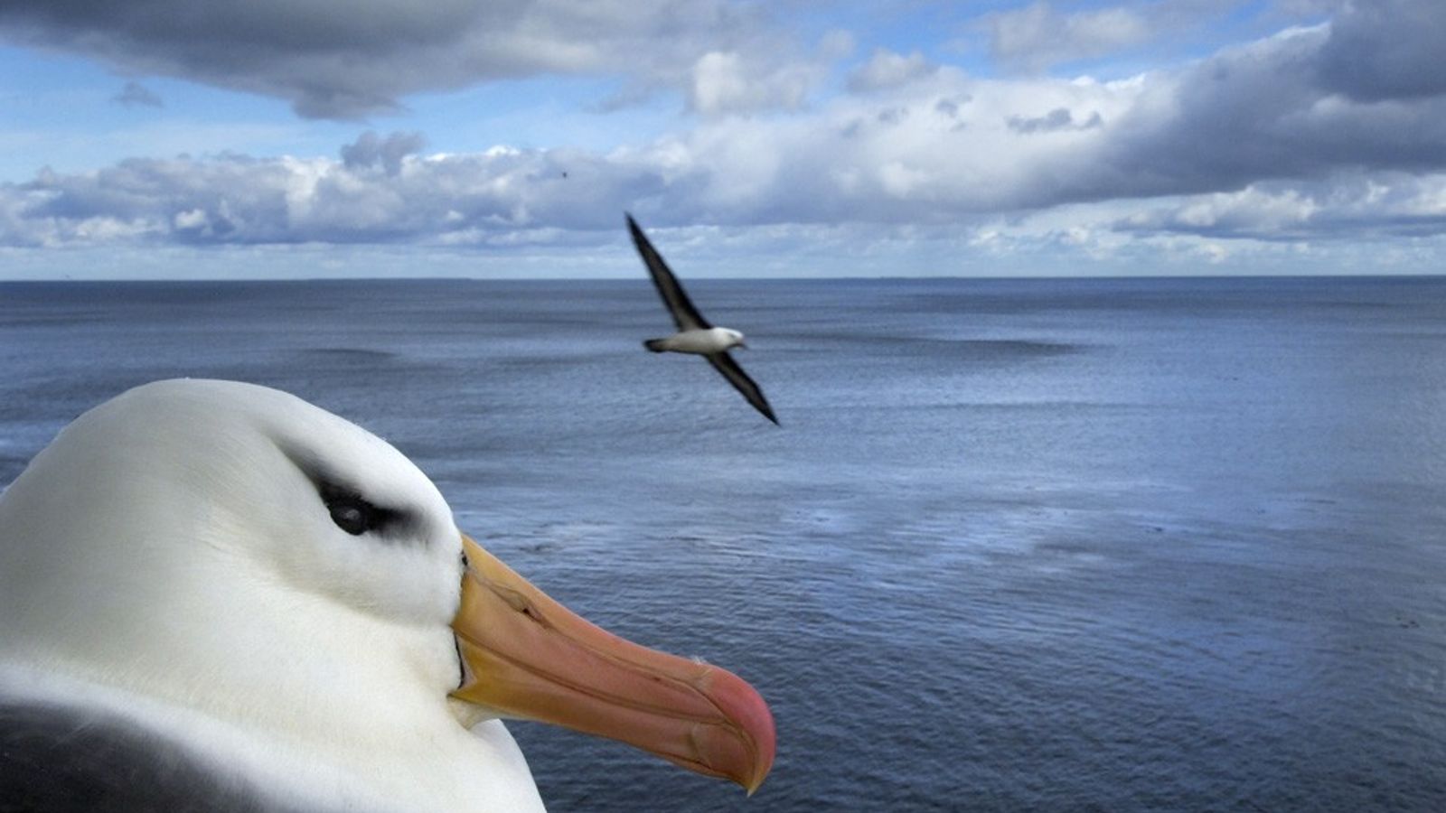 Falkland Islands (Islas Malvinas)