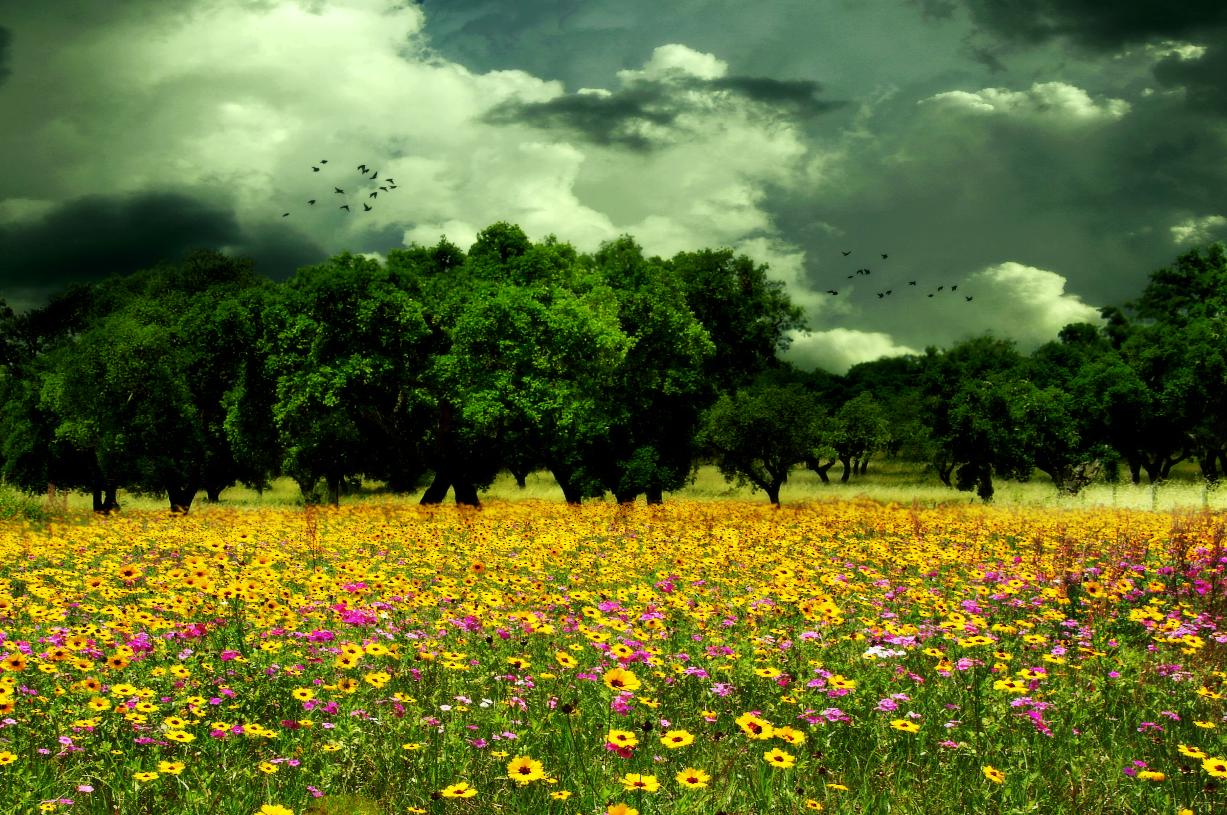 Cloudy Sky over Spring Meadow
