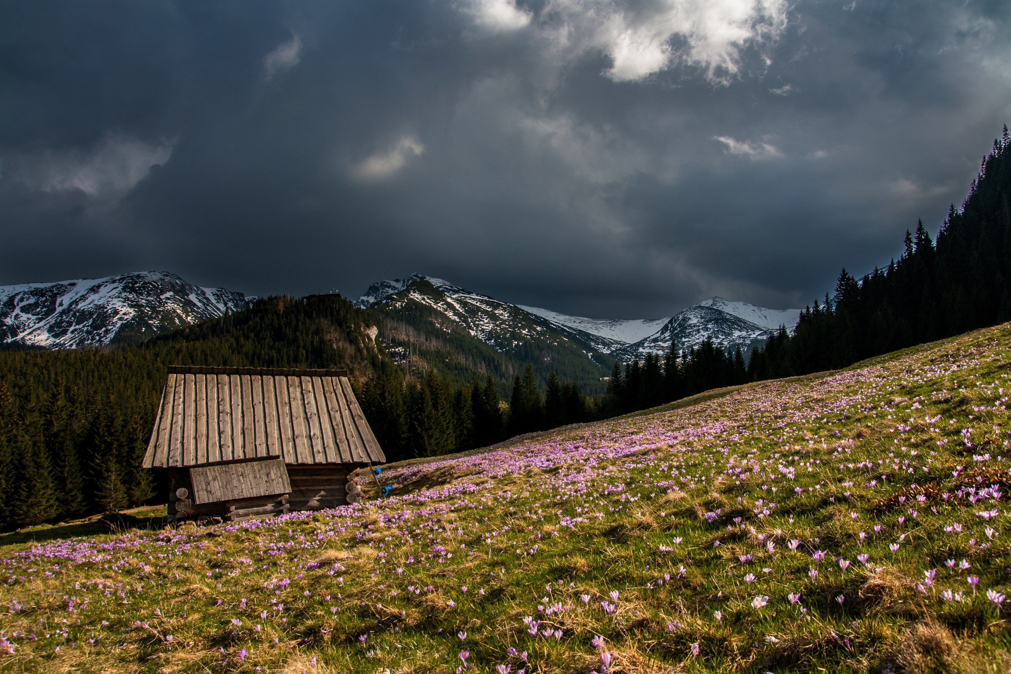 Wallpaper / isolated hillside cabin on cloudy day surrounded by crocus in spring nowy jork teksas stany zjednoczone, hillside cabin and crocus 4k wallpaper free download