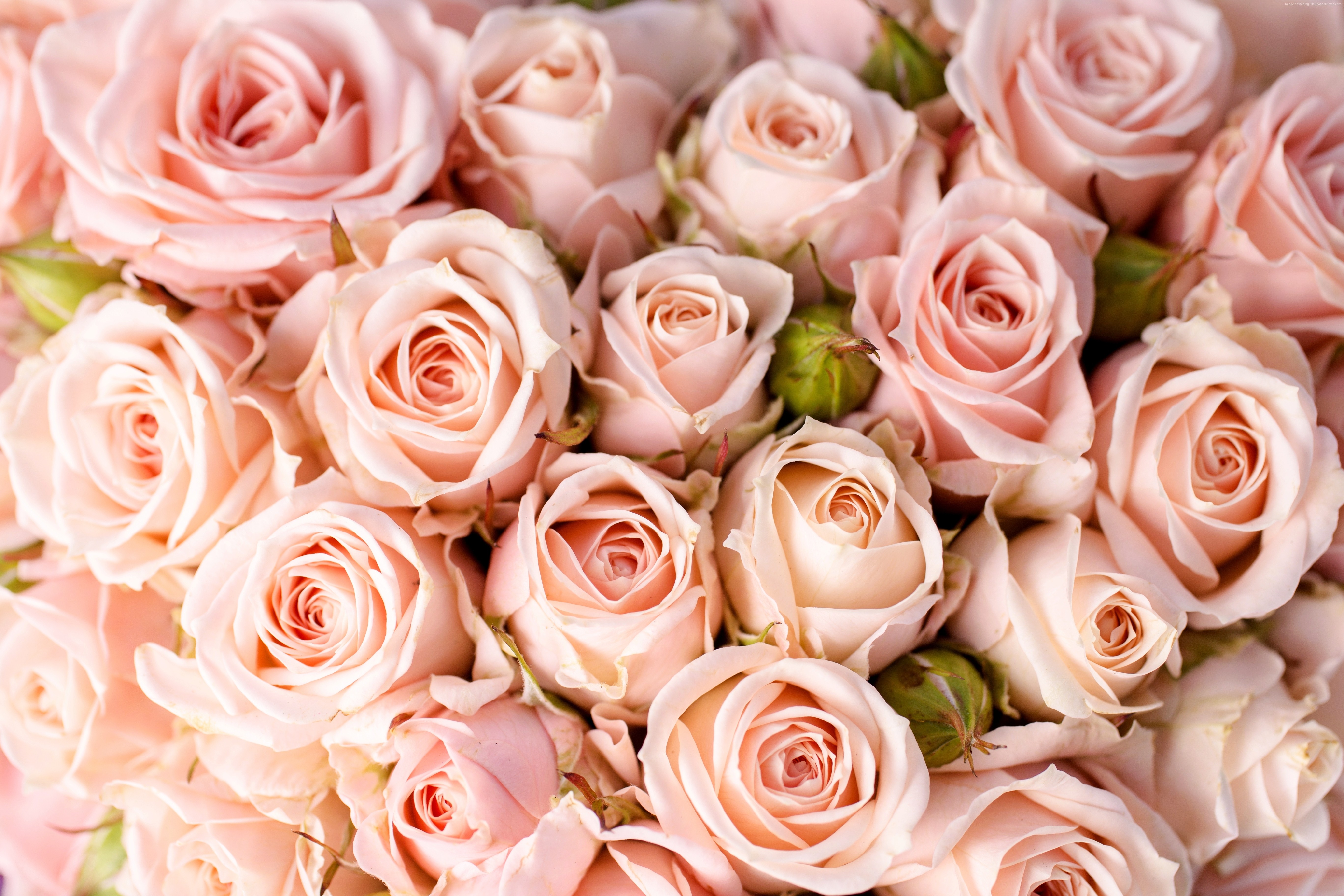Roses, flowers, 5k, 4k, 8k, pink Gallery HD Wallpaper