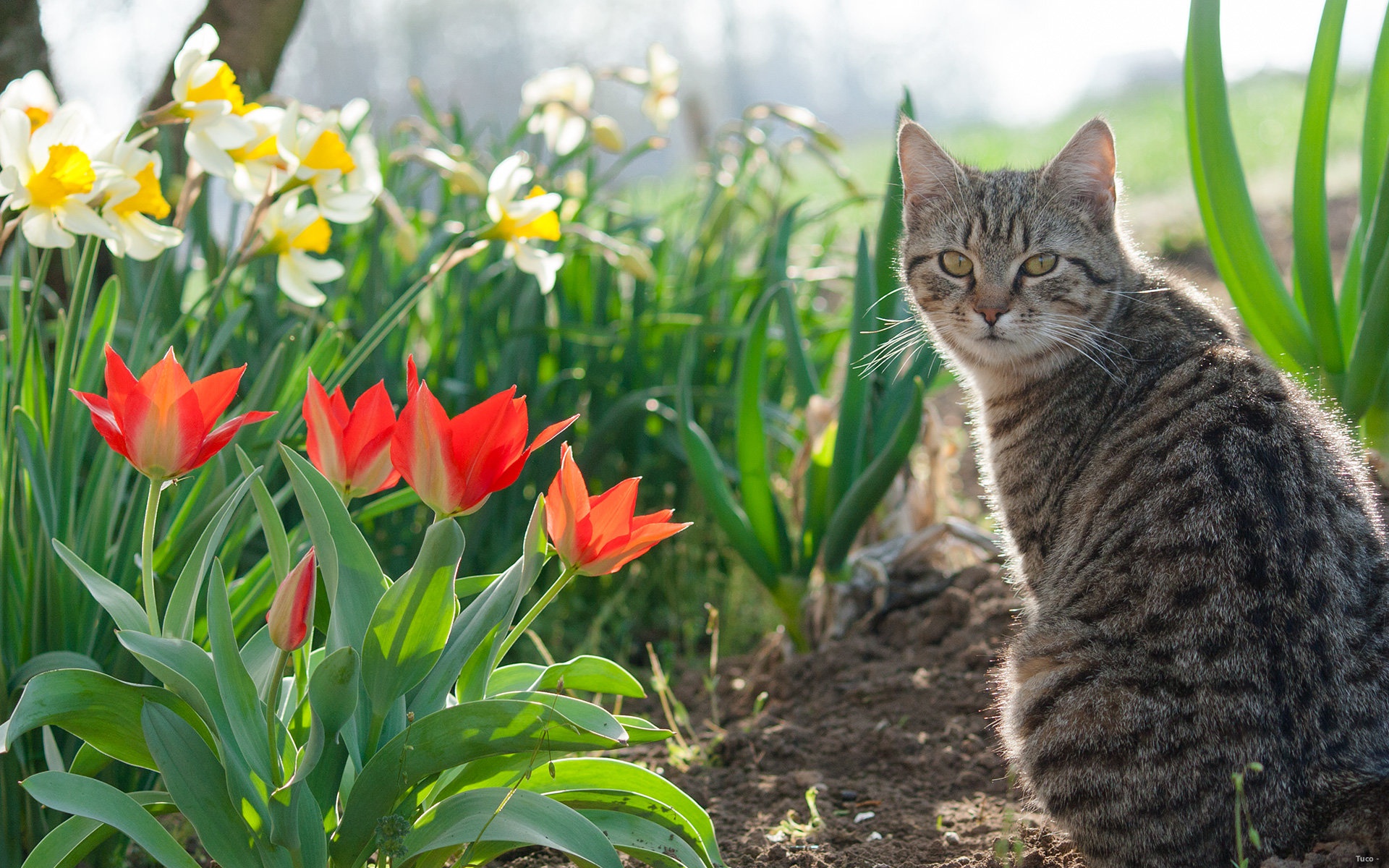 Cat HD, Pet, Flower, Tulip, Spring, Narcissus Gallery HD Wallpaper
