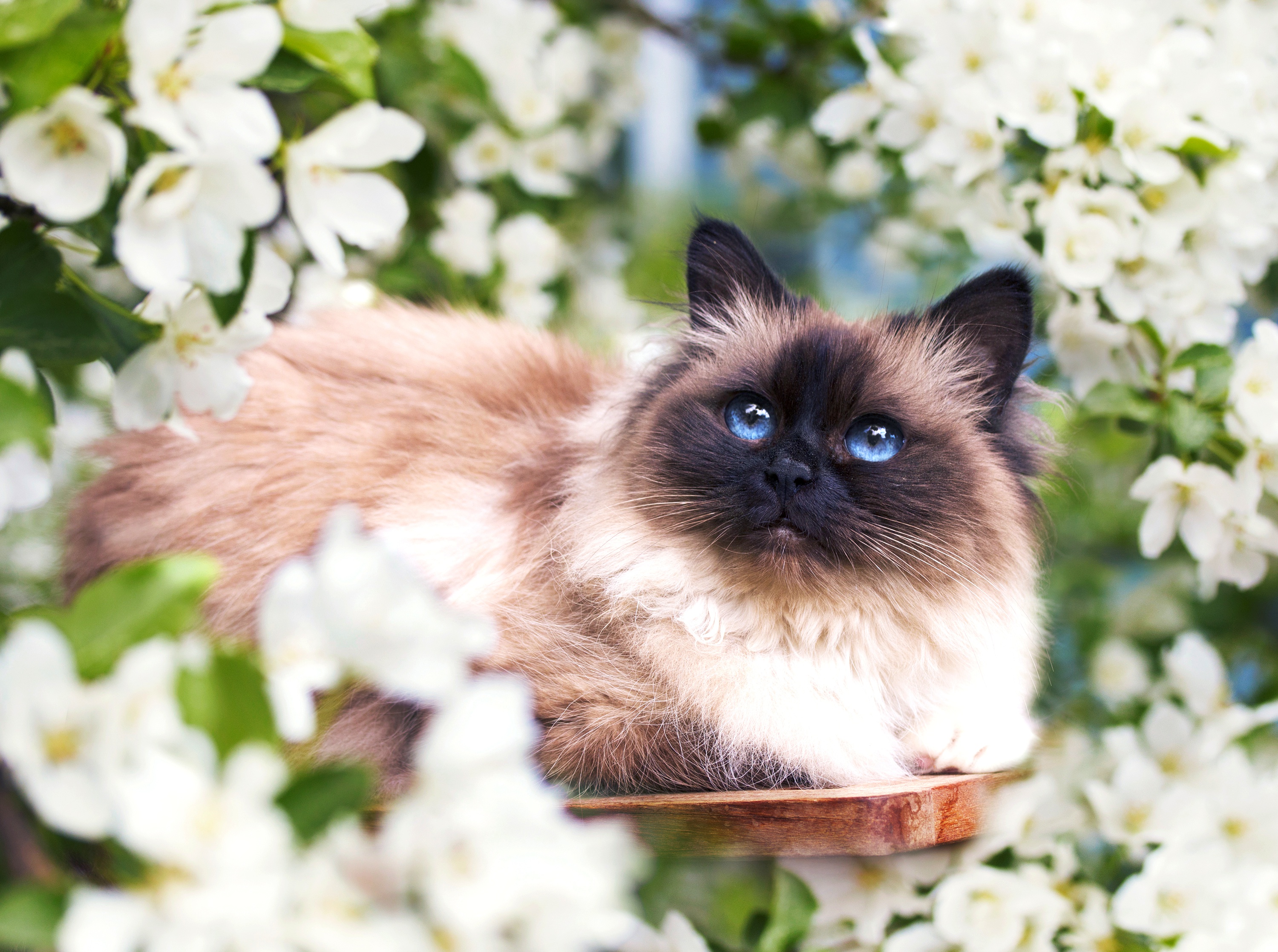Blossom, Spring, White Flower, Pet, Cat