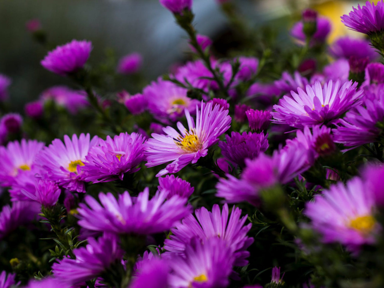 Garden Plants Blossoming On Purple Aster Flowers Summer 4k Ultra HD Wallpaper For Desktop Laptop Tablet Mobile Phones And Tv 3840x2400, Wallpaper13.com