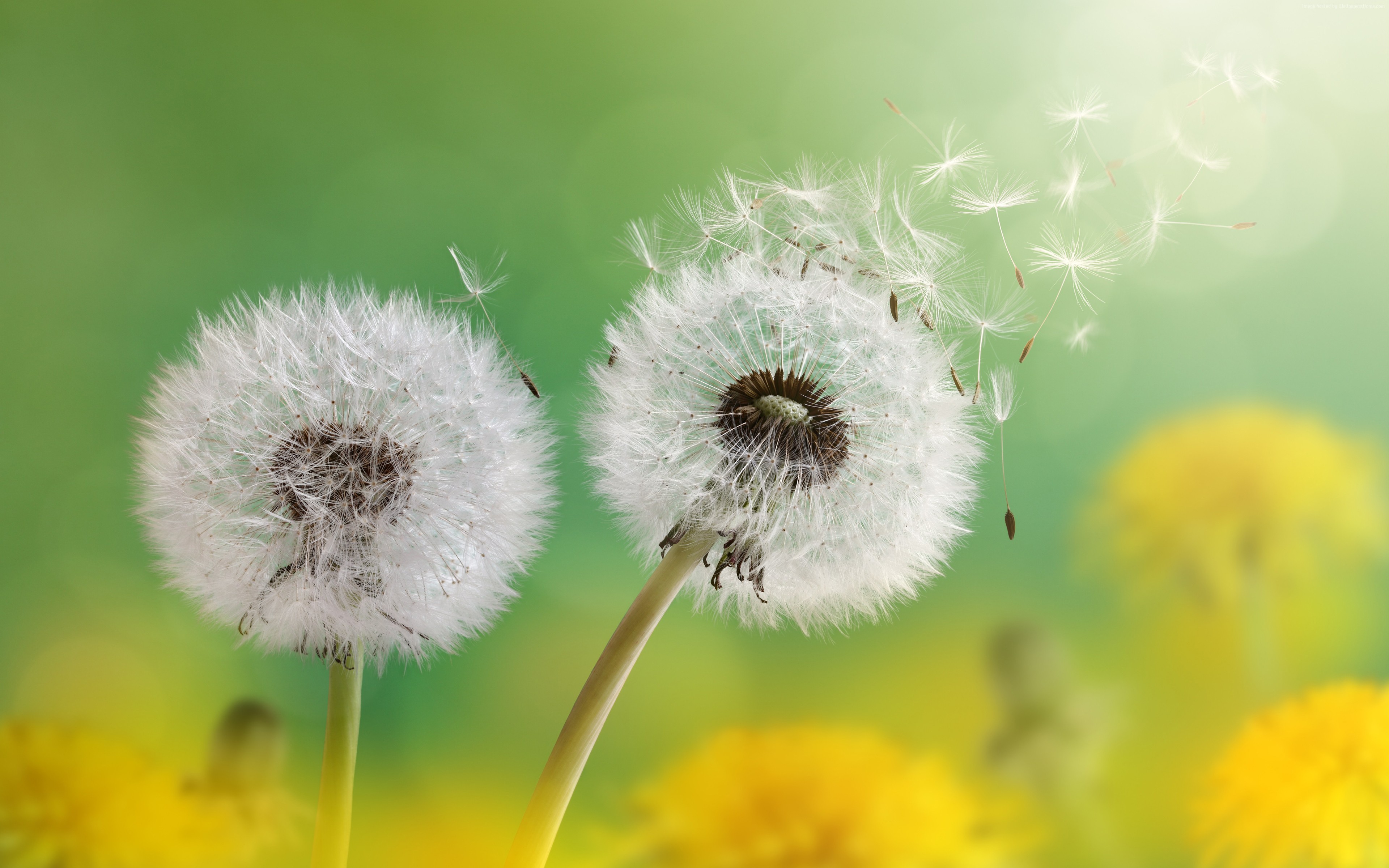 HD wallpaper, dandelion, flower, nature, 4k Gallery HD Wallpaper