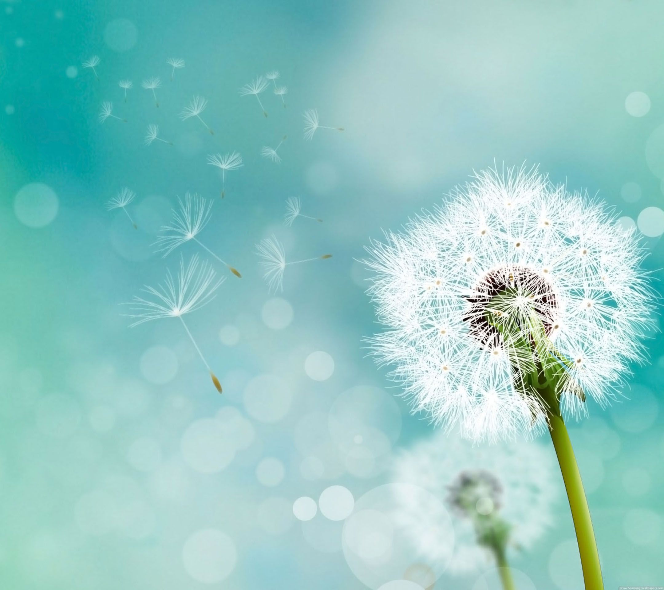 Dandelion Wallpaper