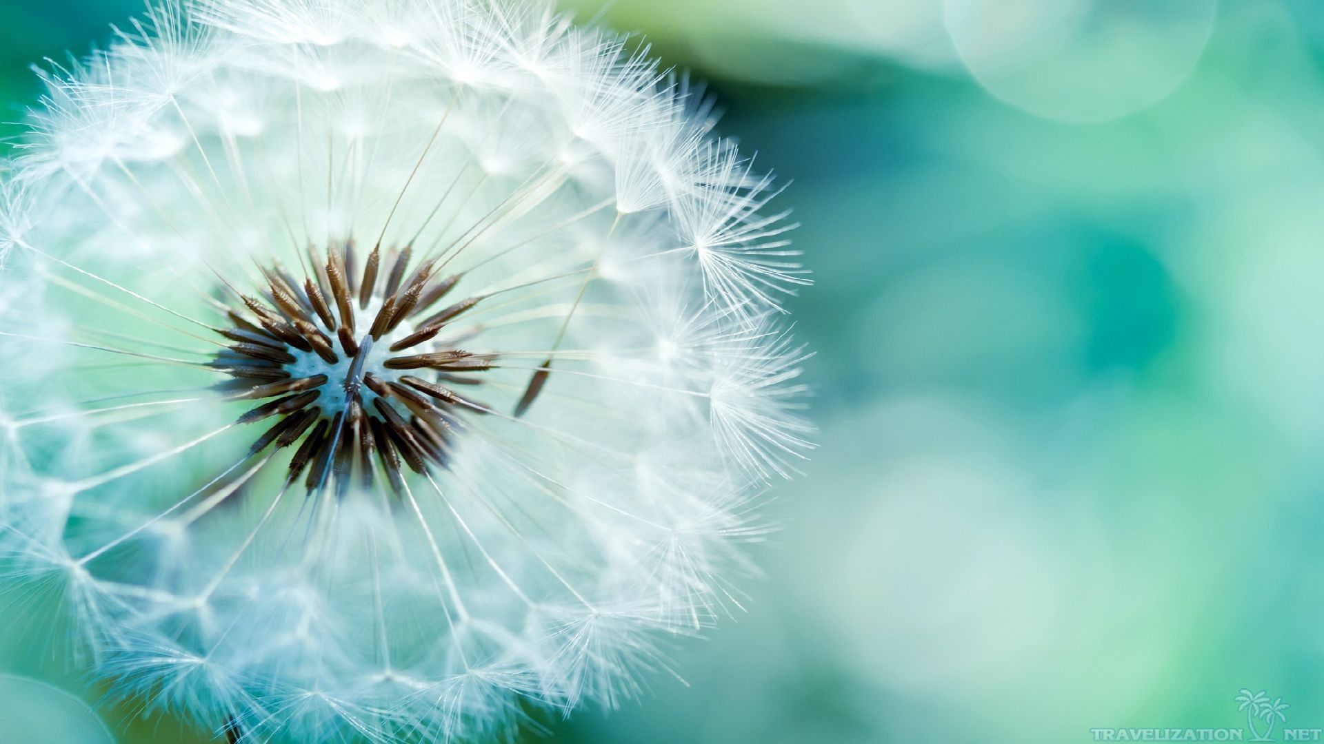 Dandelion Wallpaper