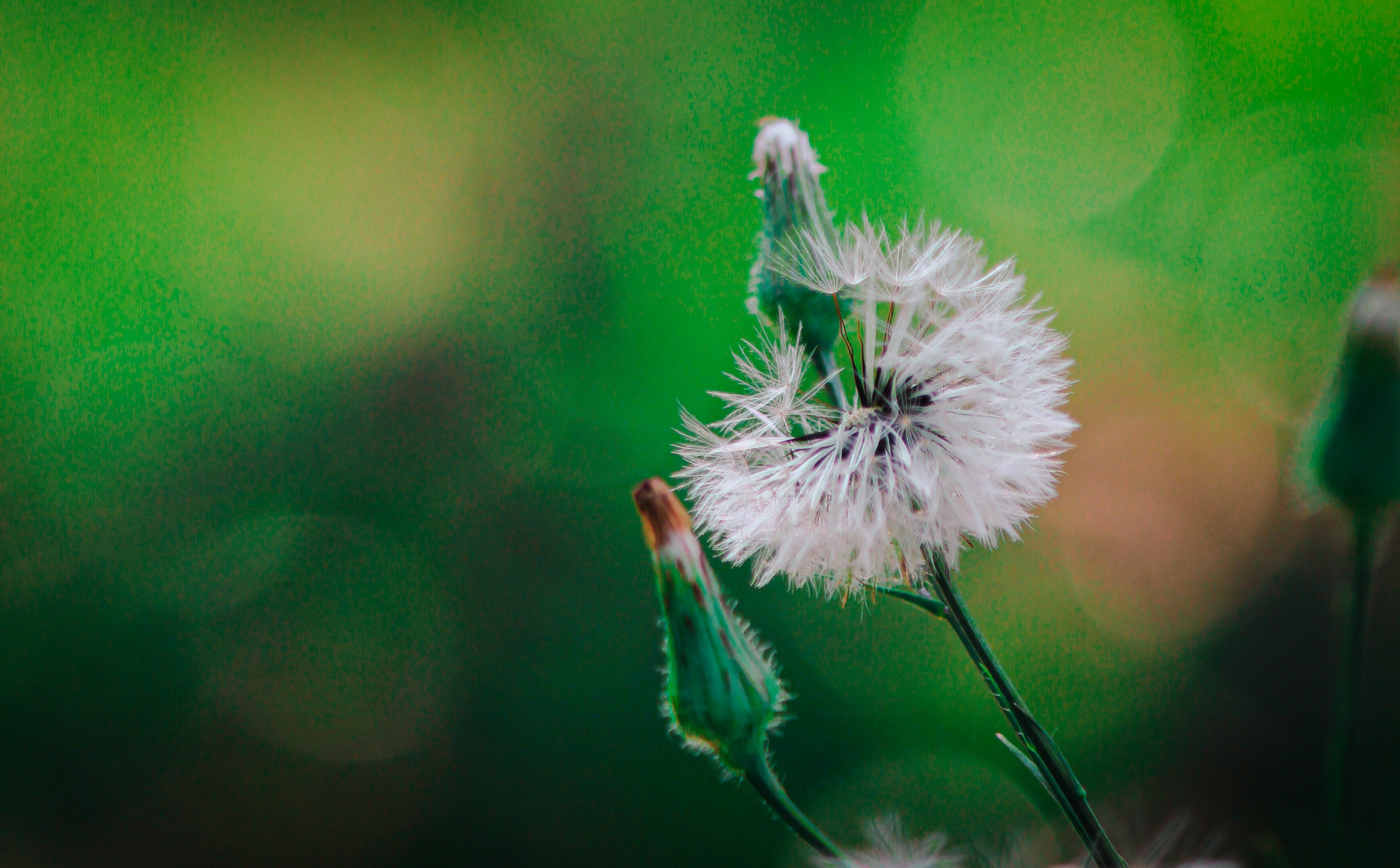 Common Dandelion Wallpapers Wallpaper Cave