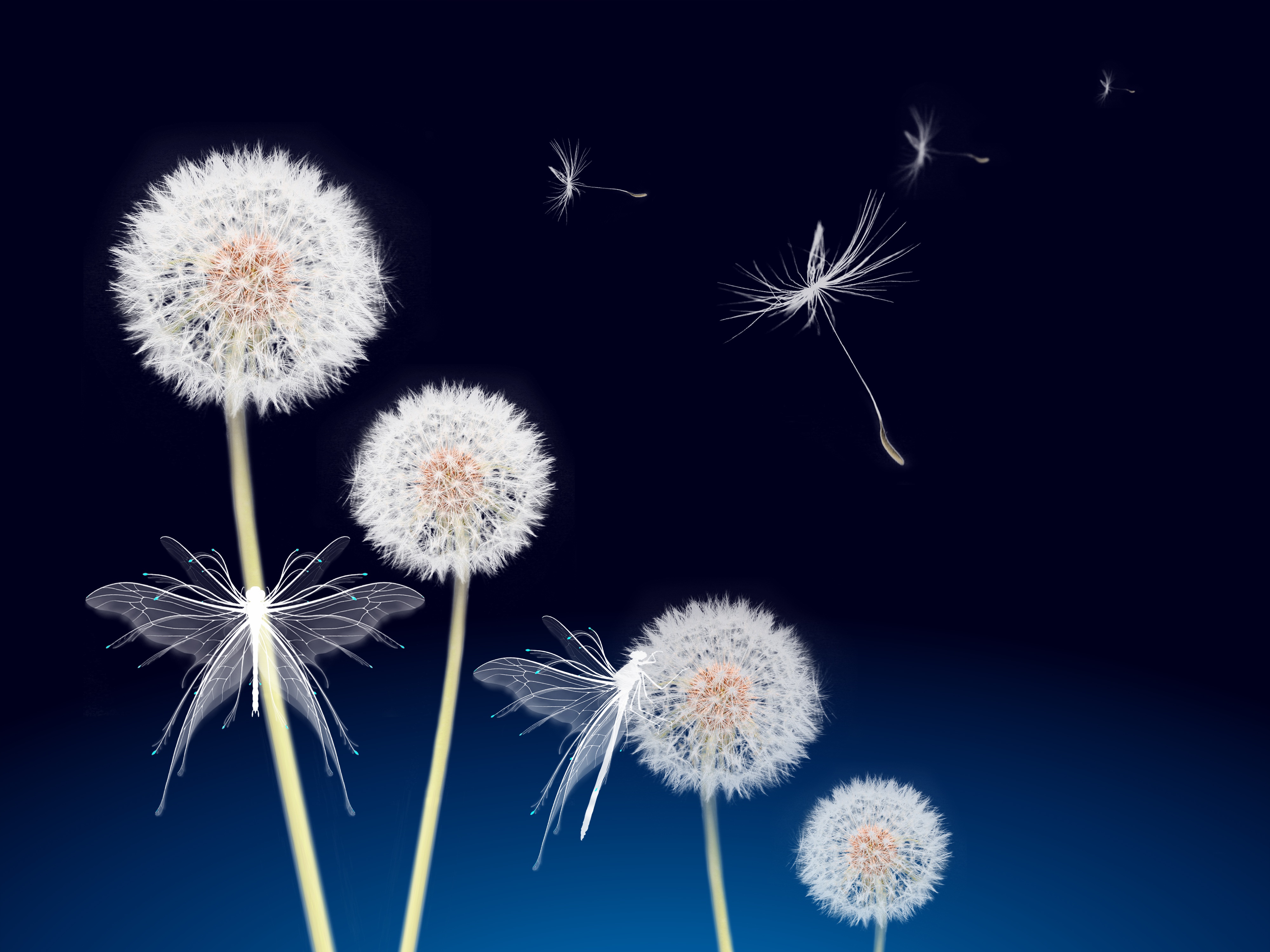 Dandelion flowers Wallpaper 4K, Dandelion seeds, Flowers