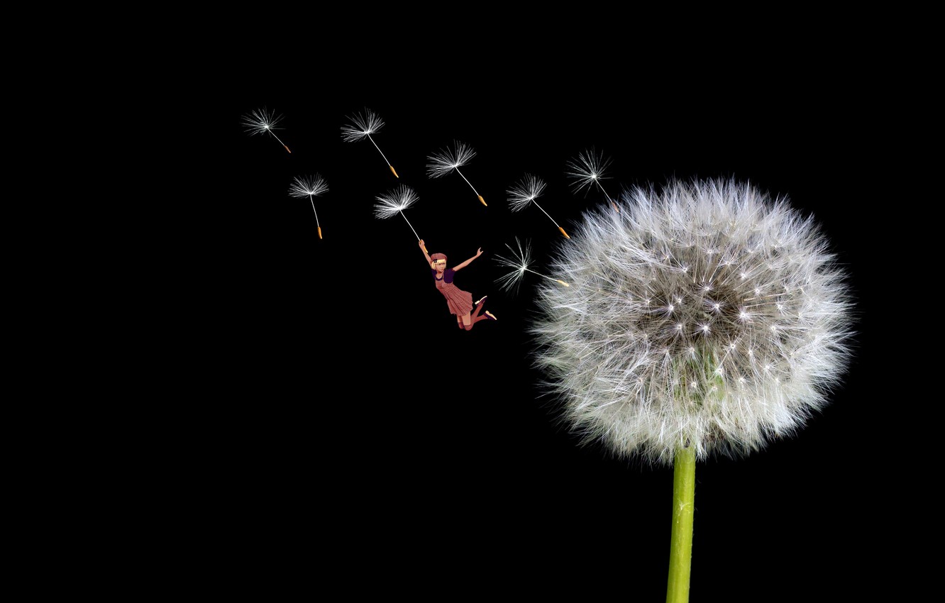 Wallpaper Macro, Flight, Fantasy, Dandelion, Seeds, Girl, Fantasy, Black Background, Dandelion, Seeds, By Pyrus Acerba Image For Desktop, Section минимализм