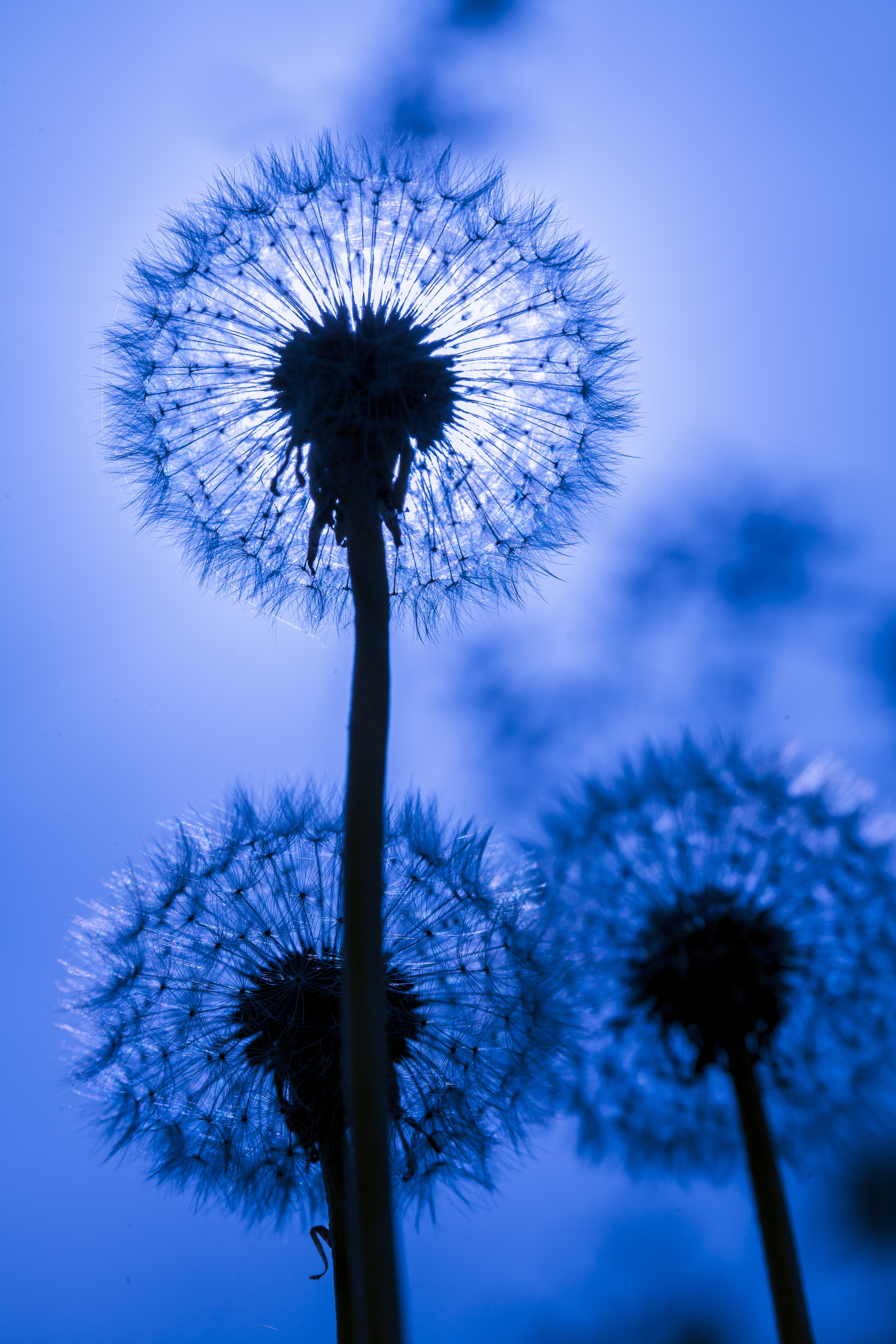 Wallpaper Dandelion, Blue, Nature, Plant, Texture, Background Free Image