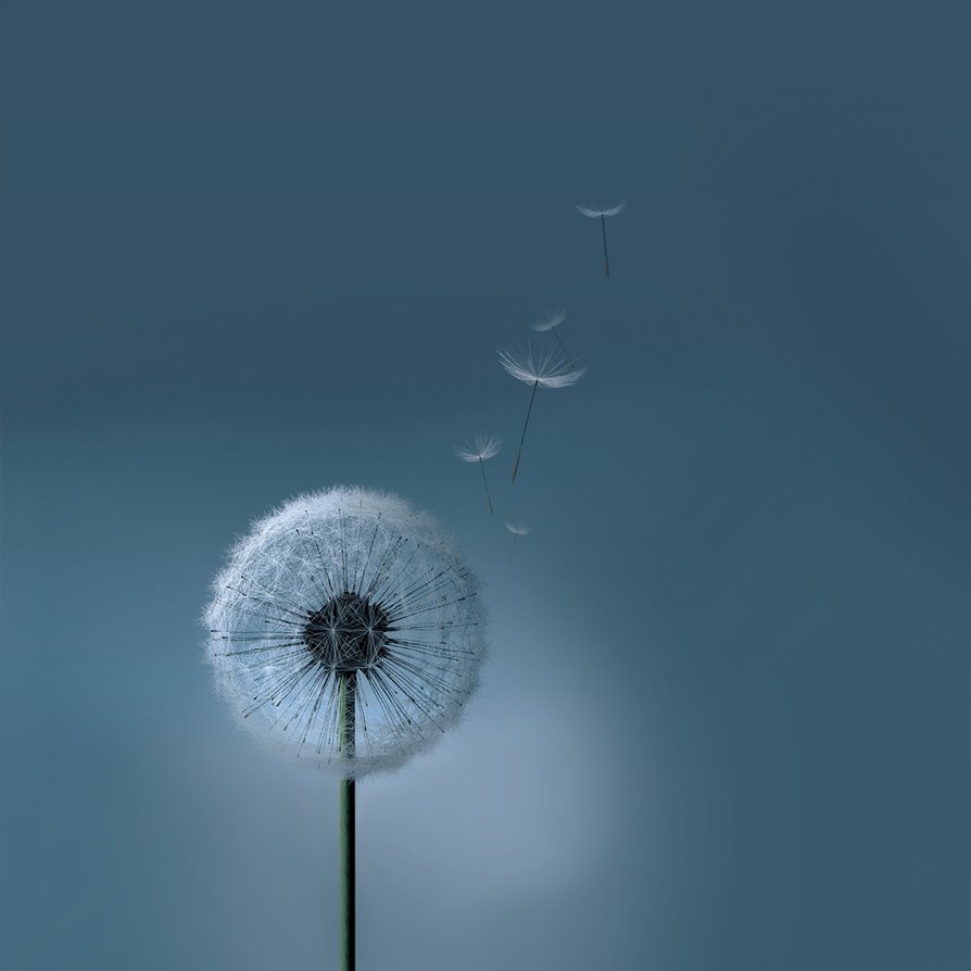 Samsung Dandelion Wallpaper