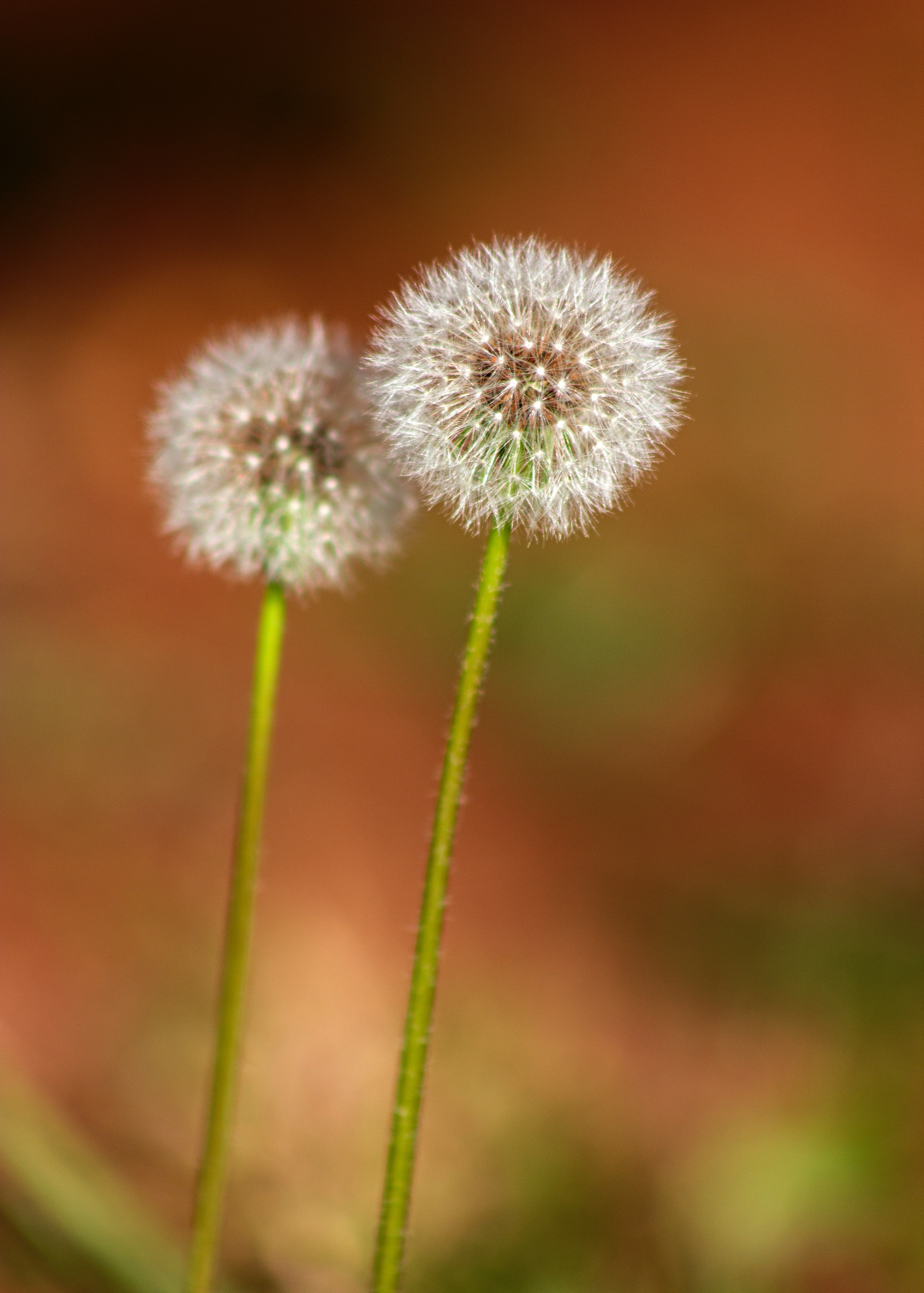Common Dandelion Photo, Download The BEST Free Common Dandelion & HD Image