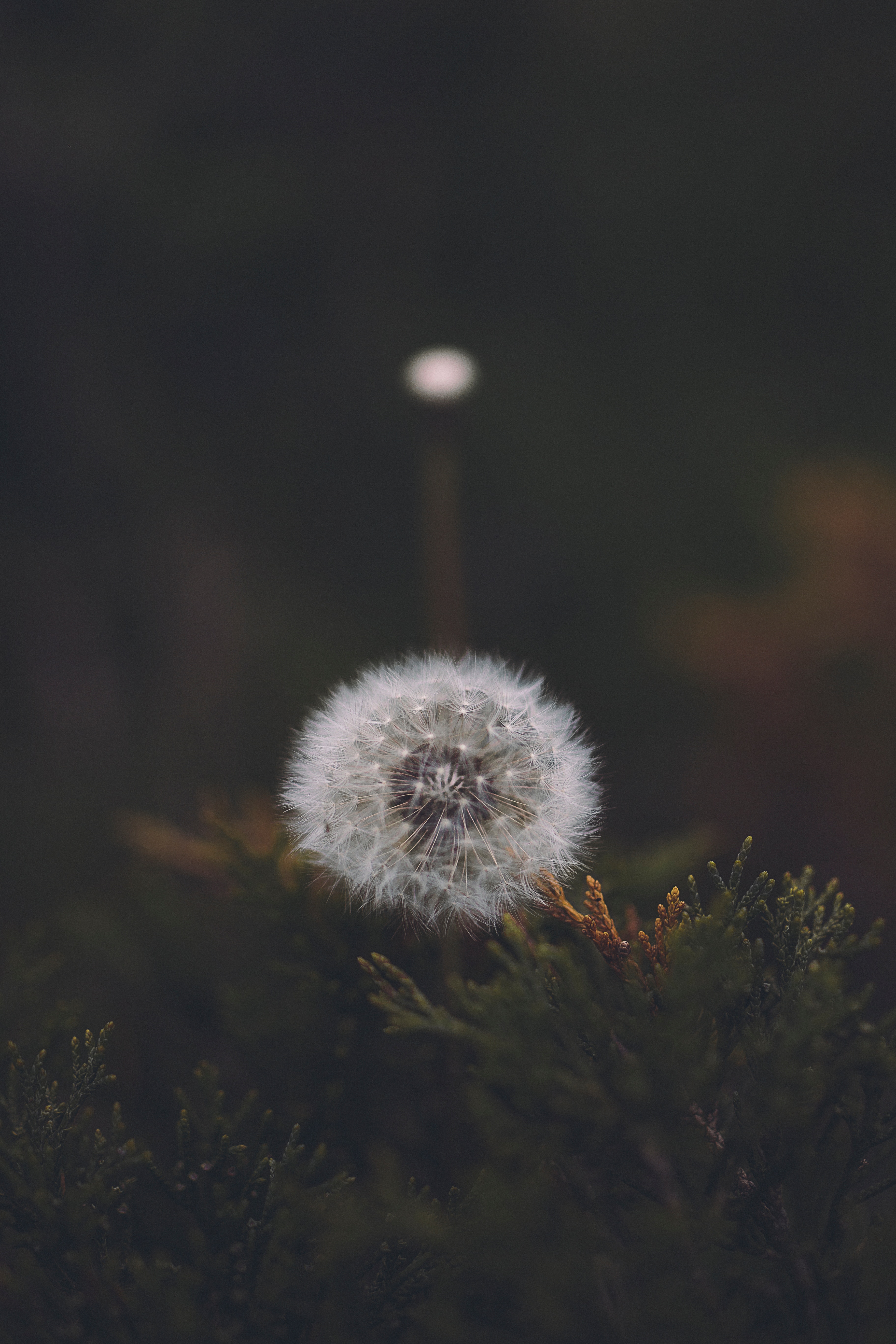 Download Dandelion wallpaper for mobile phone, free Dandelion HD picture
