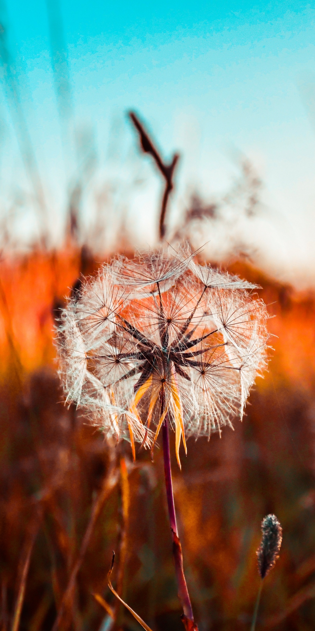 Common Dandelion Wallpapers - Wallpaper Cave