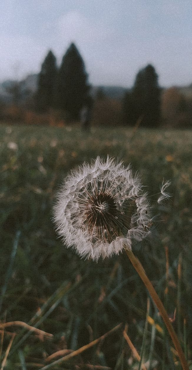 Dandelion •. Dandelion wallpaper, Nature aesthetic, Flower aesthetic