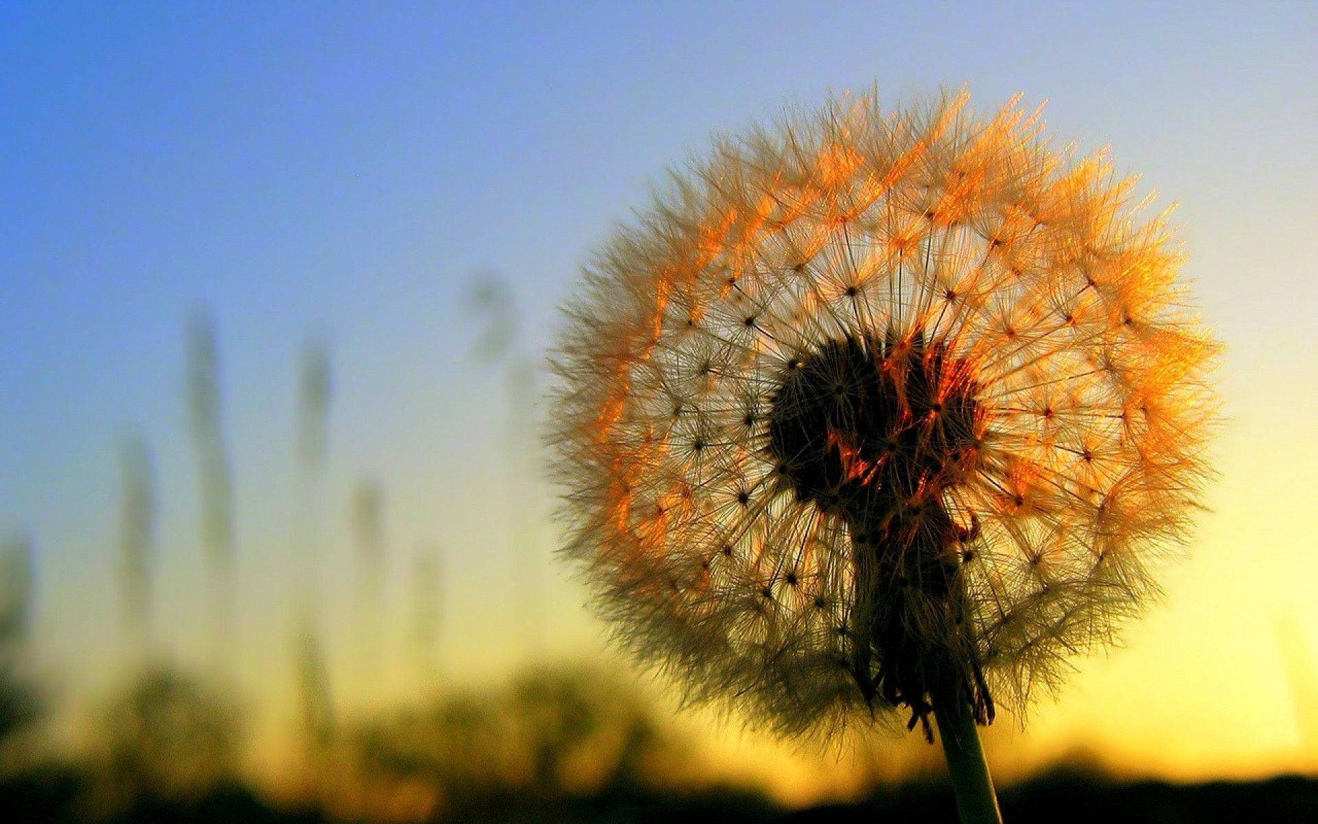 Download Dandelion On A Scenic Sky Wallpaper