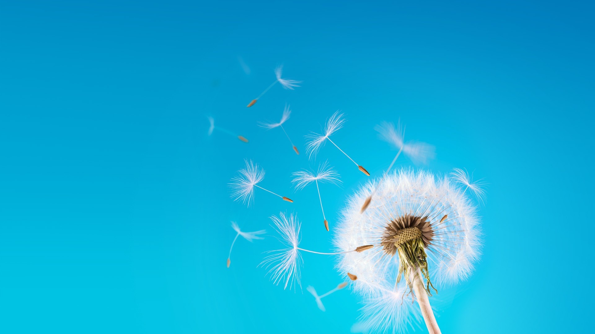 Blowing Dandelion Wallpaper
